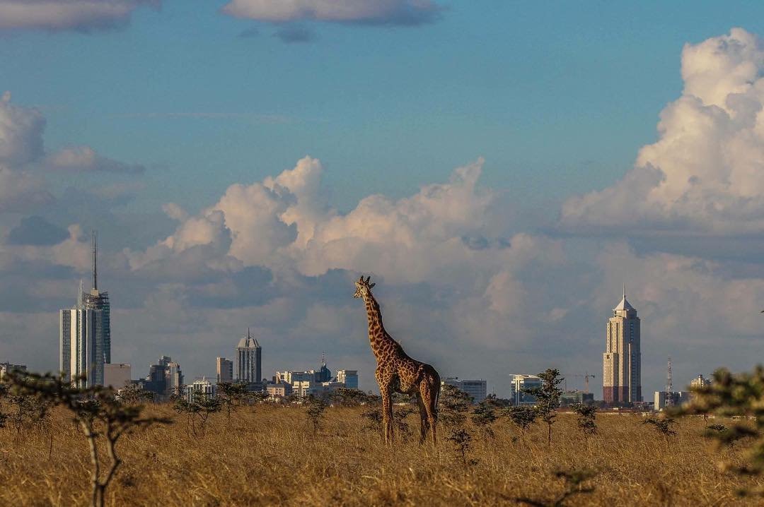 Страна города найроби. Найроби Африка. Найроби столица. Кения Найроби. Национальный парк Найроби Кения.