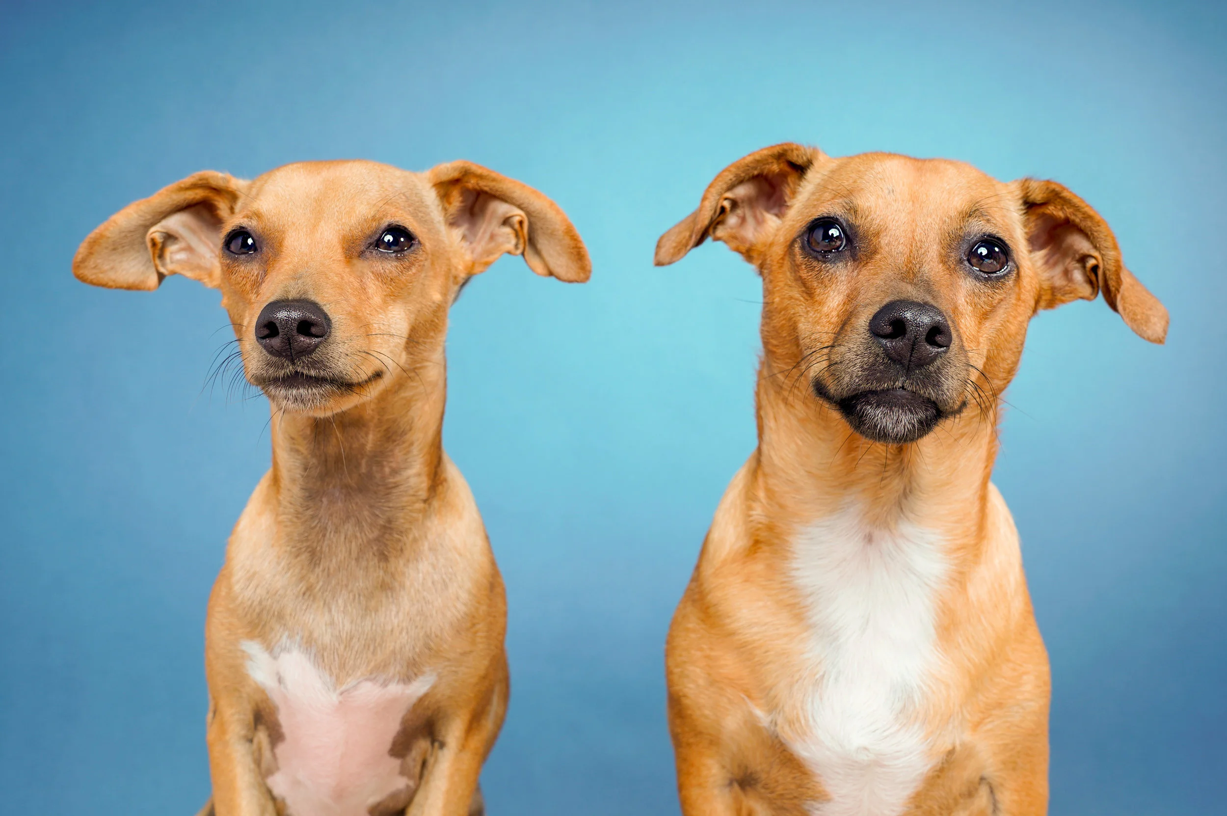 PUP BASICS level 1 SOLD OUT