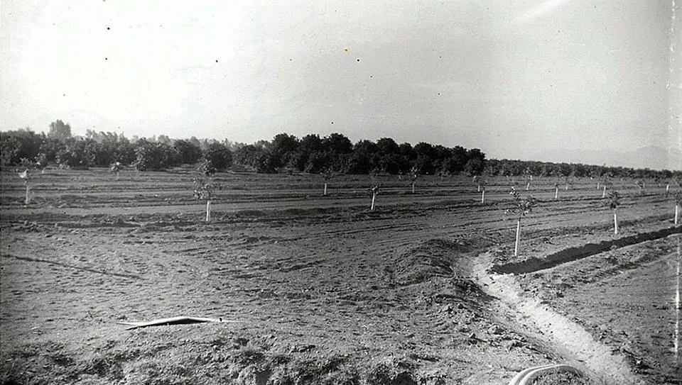 While these young navels (planted in ‘62) in the foreground are still producing, the mature trees behind them were planted in the late 20’s. One of these grapefruit trees remains alive today.