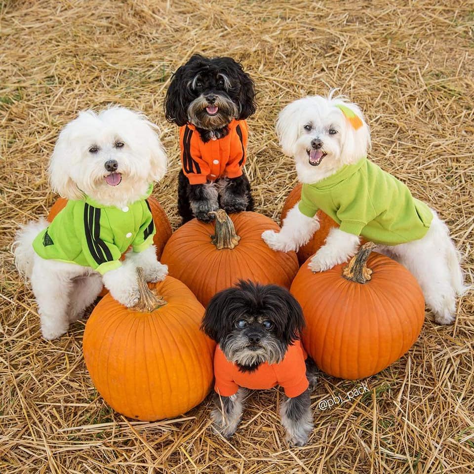 You might even see local puppy celebs the PBJ Pack while choosing and decorating your pumpkin.