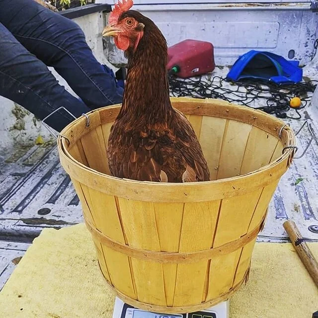 Order up: One chicken basket 😂