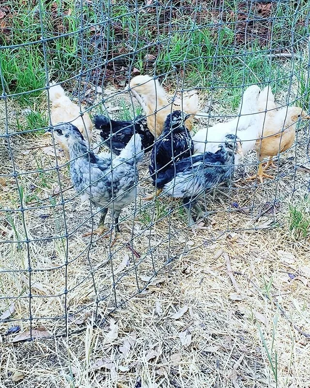 Our littlest chickens are growing like wild!