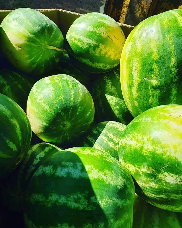 Another item added to the farm stand lineup: Watermelons! 🍉🍉🍉