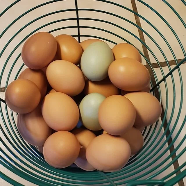 Nothing like a basket of ranch eggs!