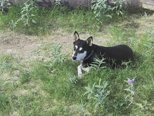 Our official farm stand guard dog, Ada.