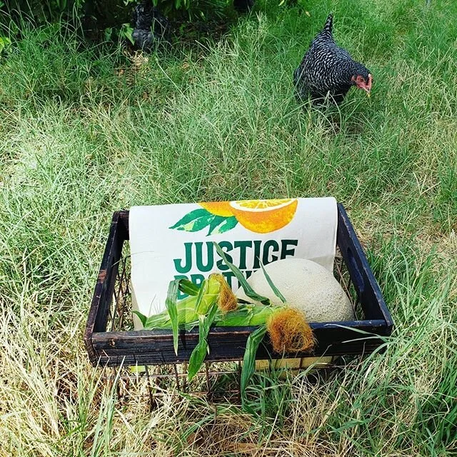 New items at the farm stand: sweet corn and cantaloupe! (The barred rock hens approve.) #jbup #ranchlife