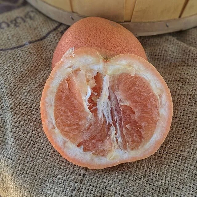 We just started harvesting our other block of Red Blush grapefruit and wow! What a stunning piece of fruit. There's some give to the completely red rind this time of year, but fruit is juicy and as sweet as it gets. Stop by the stand at the ranch and