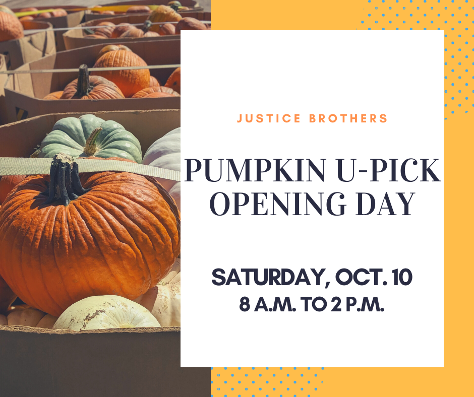 2020 pumpkin patch first day (1).png