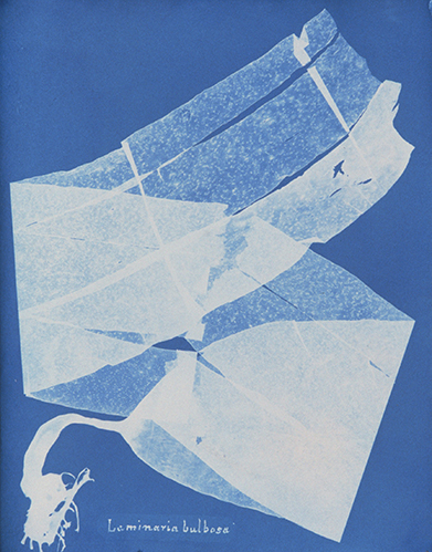 Anna Atkins