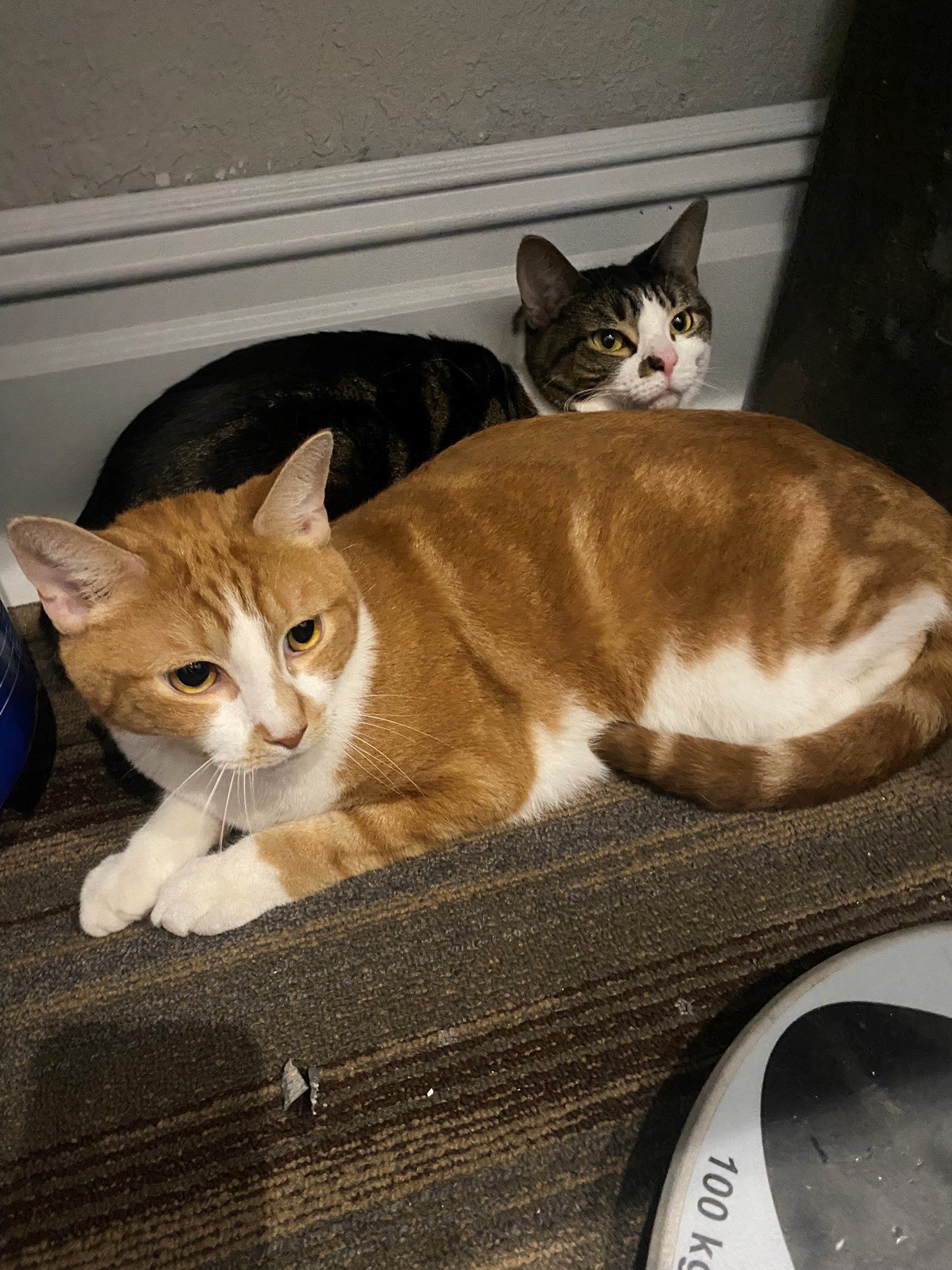 Sammy &amp; Patty (Bonded Adult Male/Female)