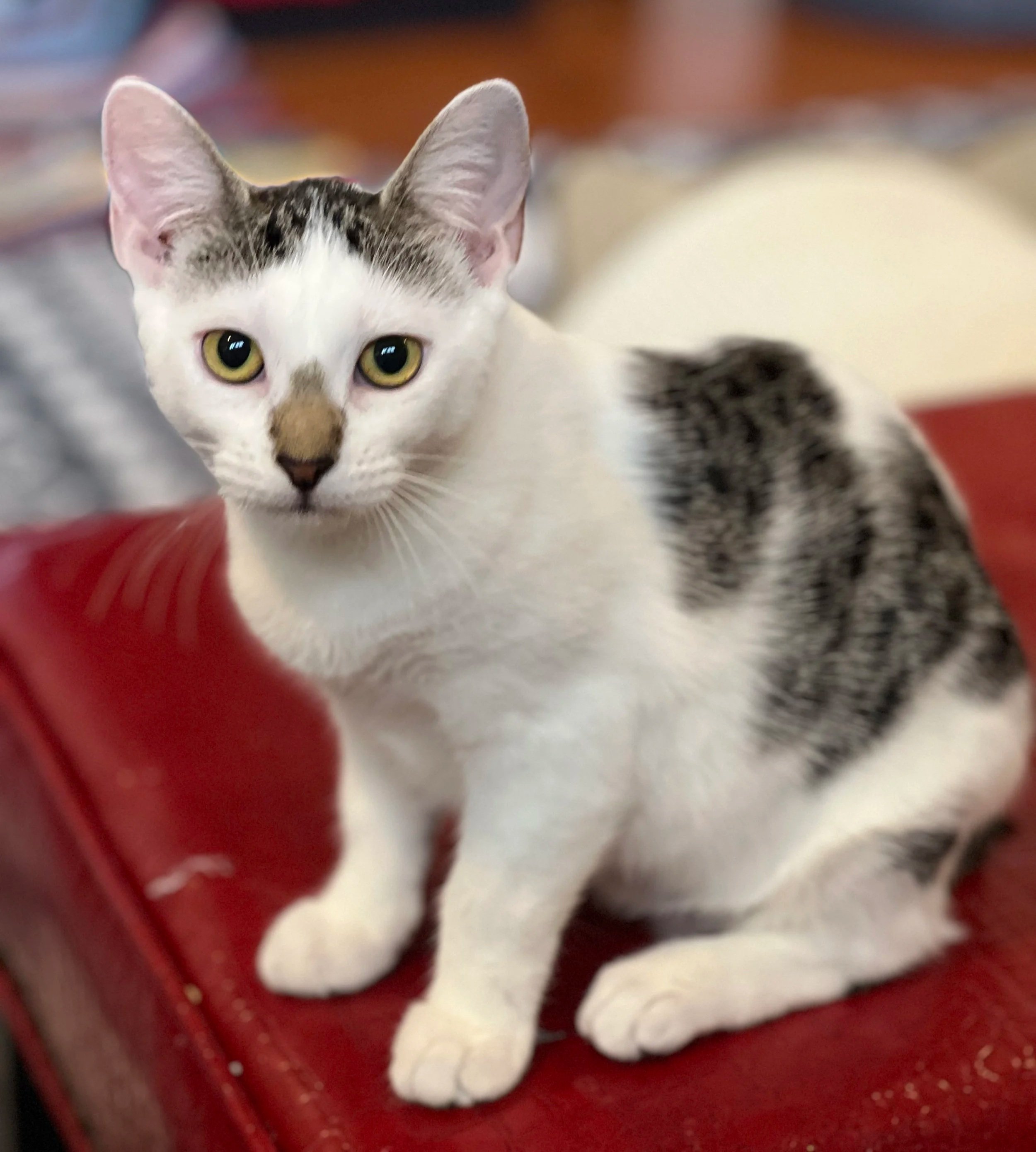 Violet (Manx Female)