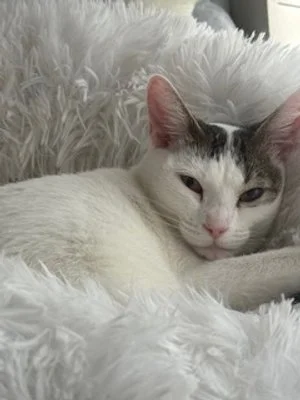 Azula (Adult Female)