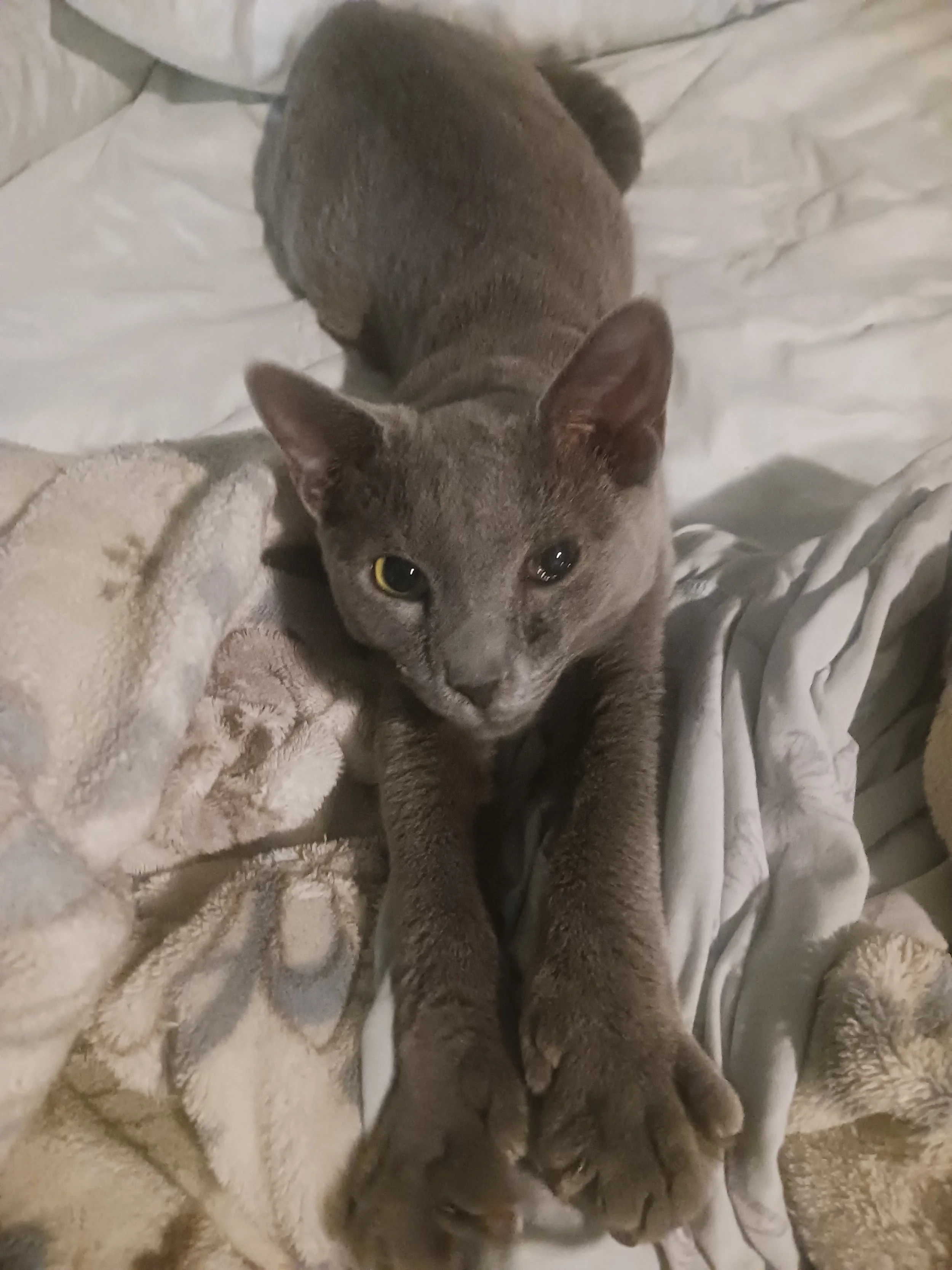 Smokey (Poly Male)