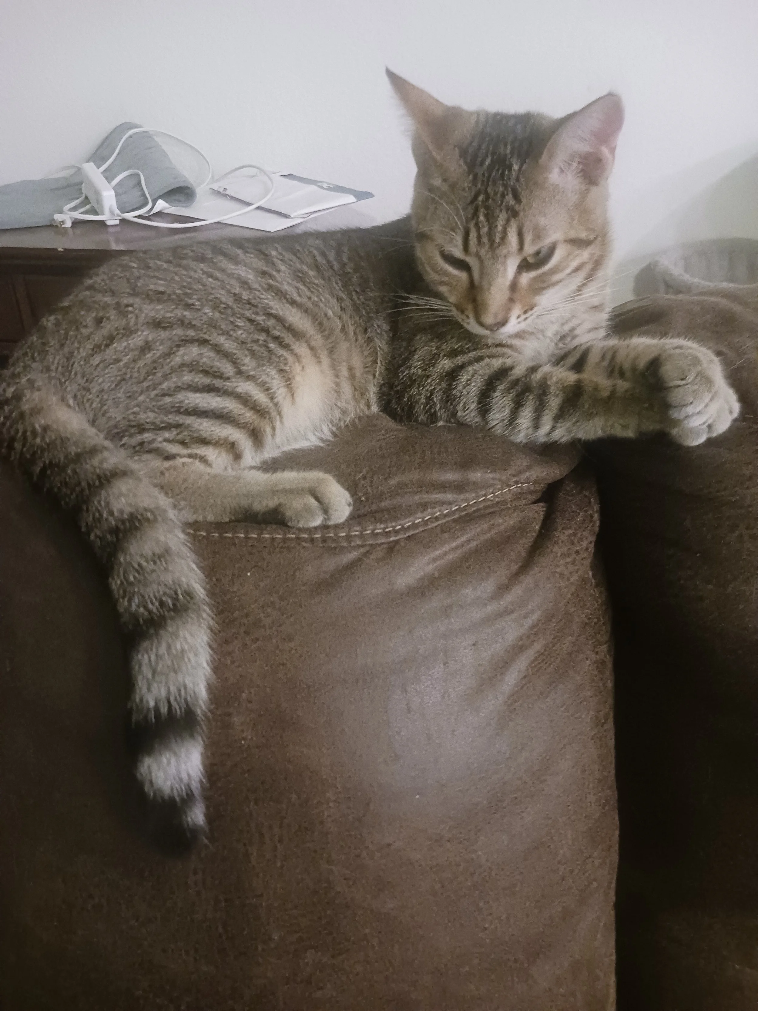 Nimbus (Male)
