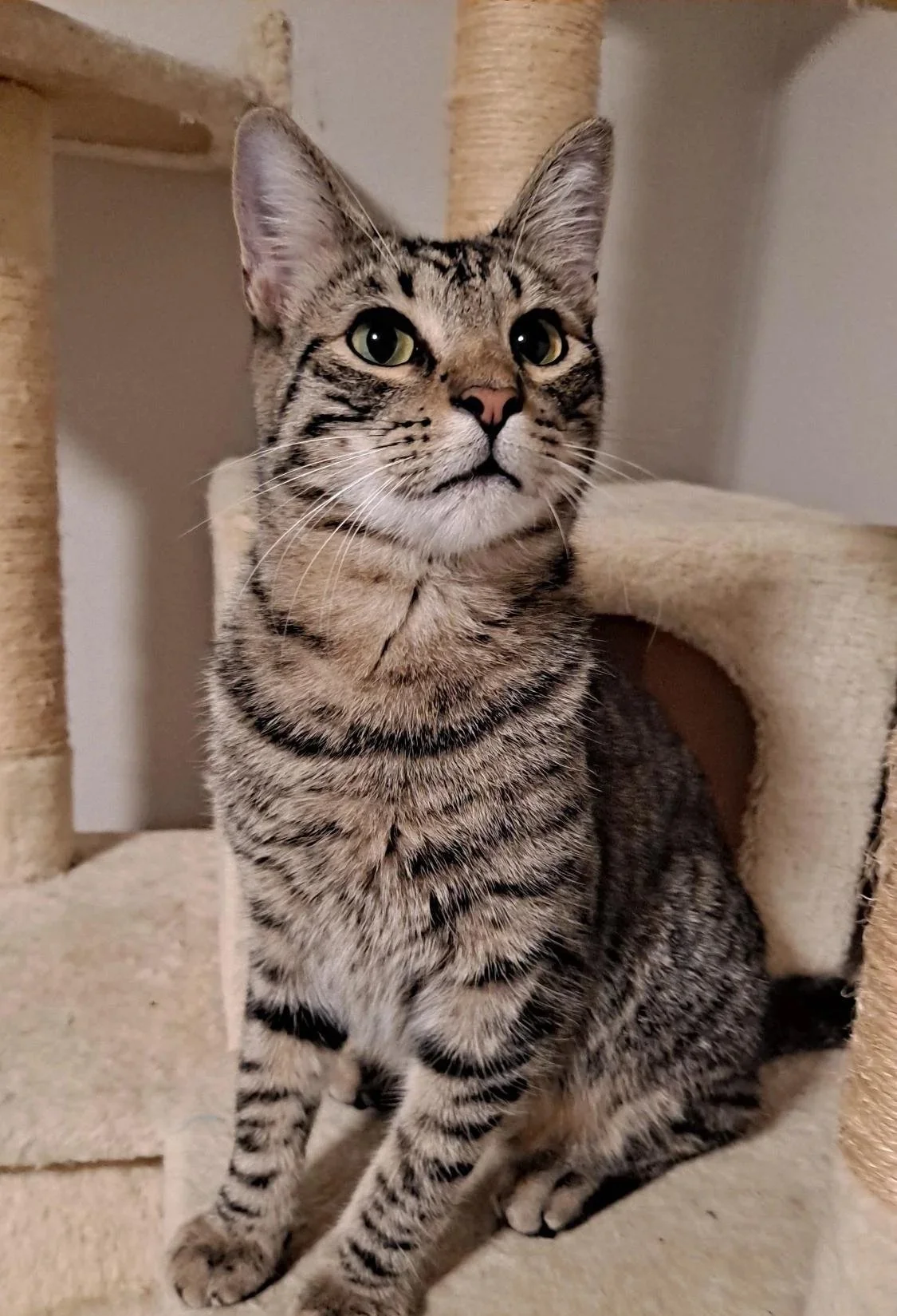 Elvis  (Teen Male)