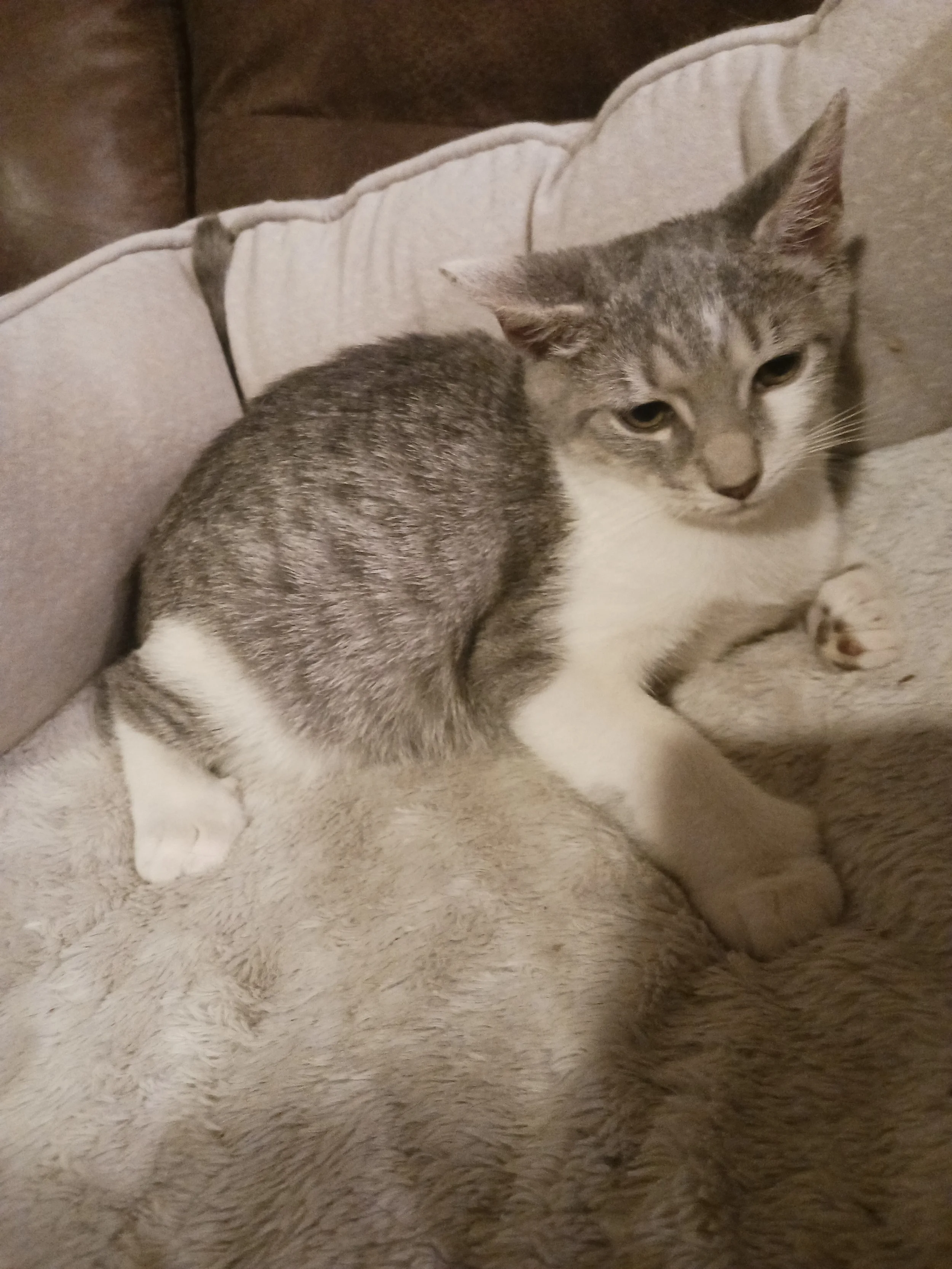 Nutmeg (Poly Male)