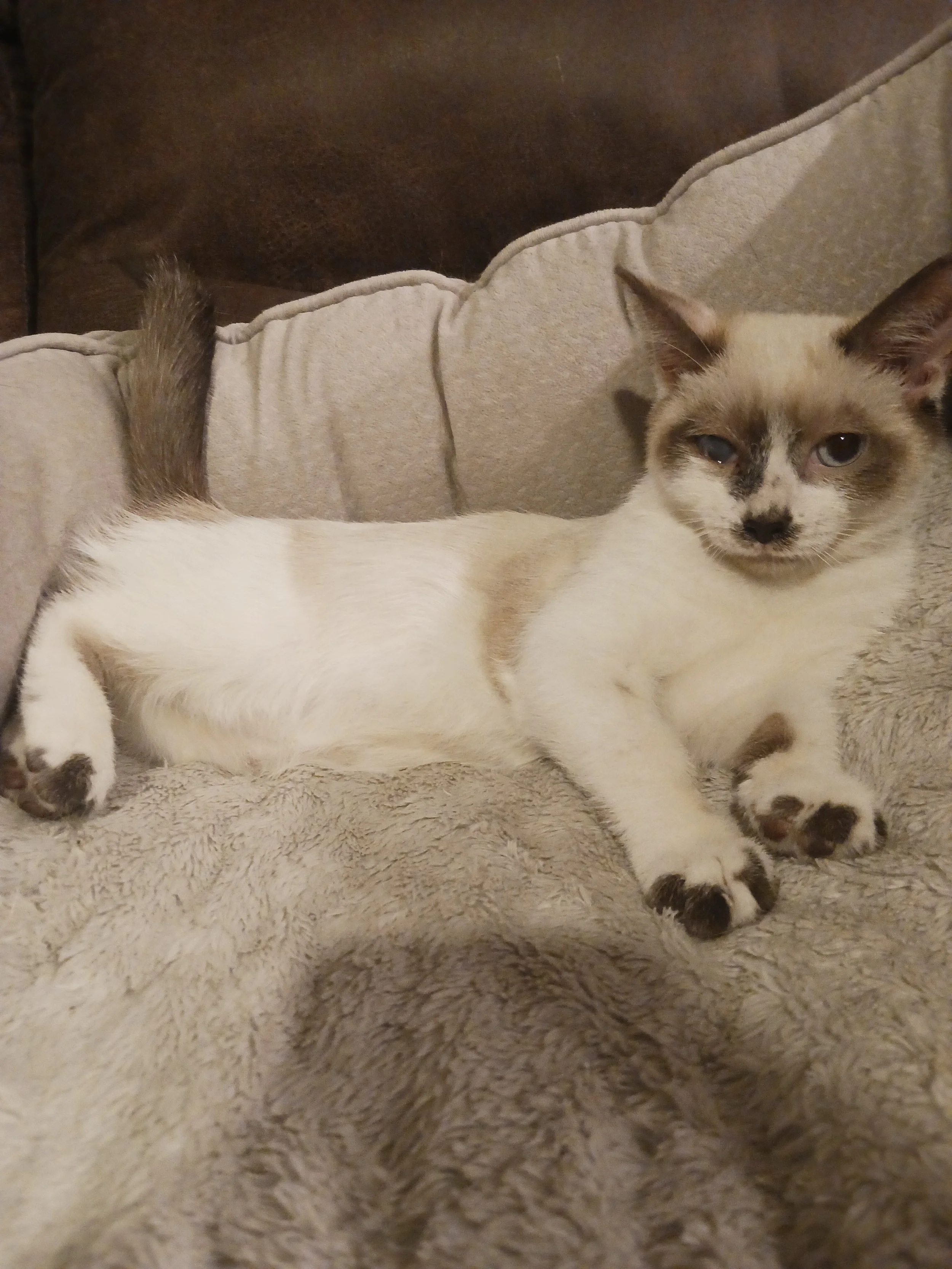 Cinnamon (Male)
