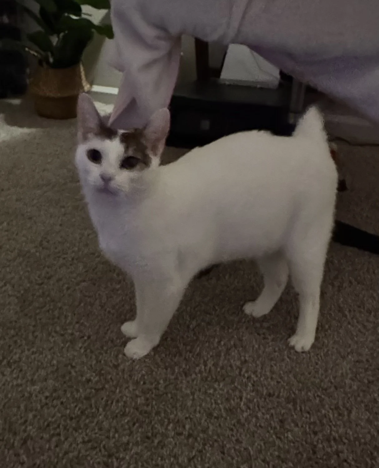 Azula (Adult Female)