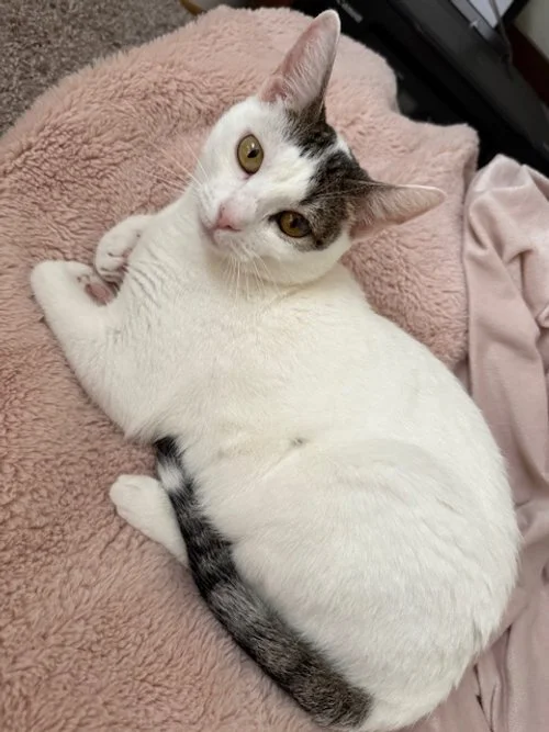 Azula (Adult Female)