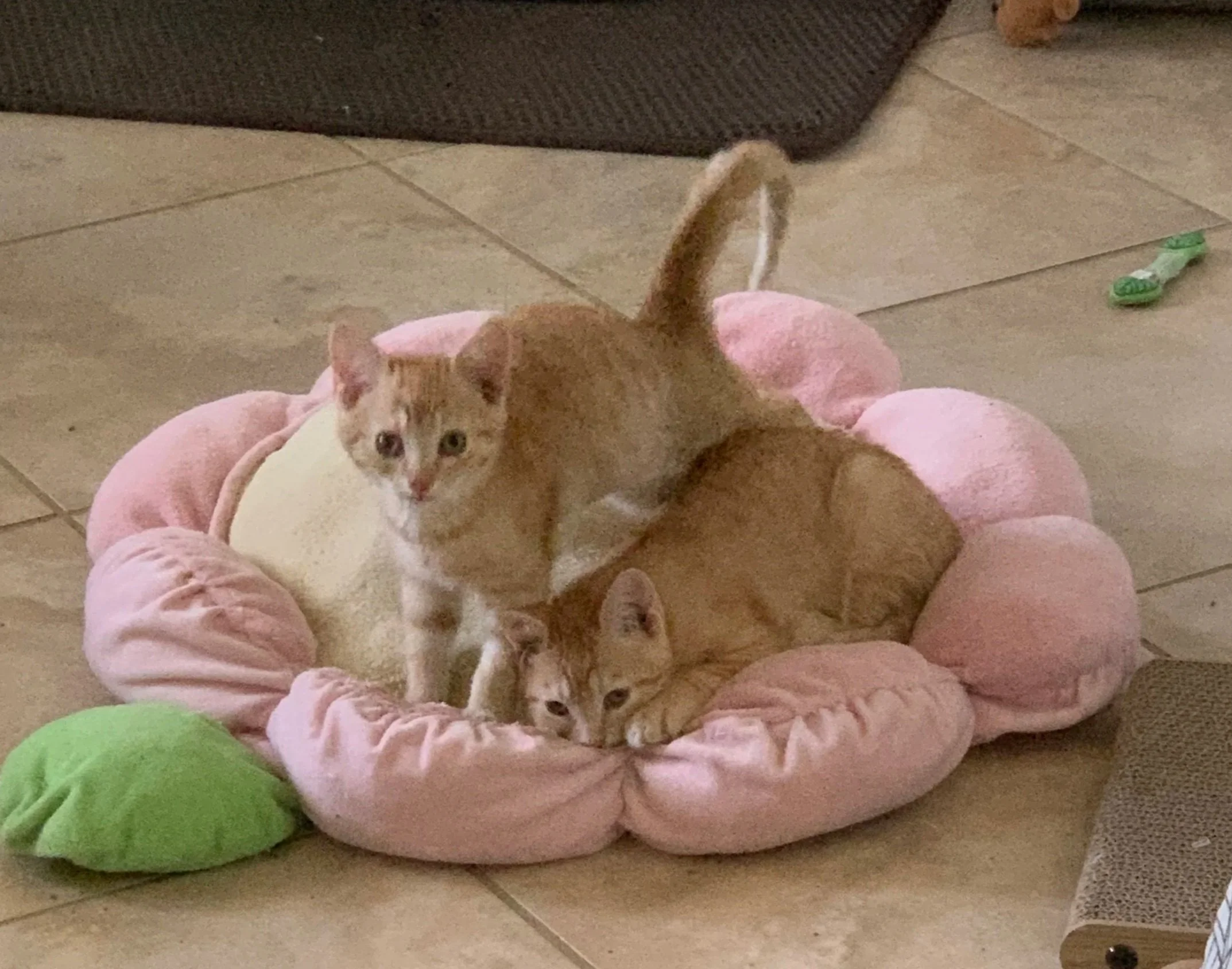 Jack &amp; Jill (bonded Male/Female)