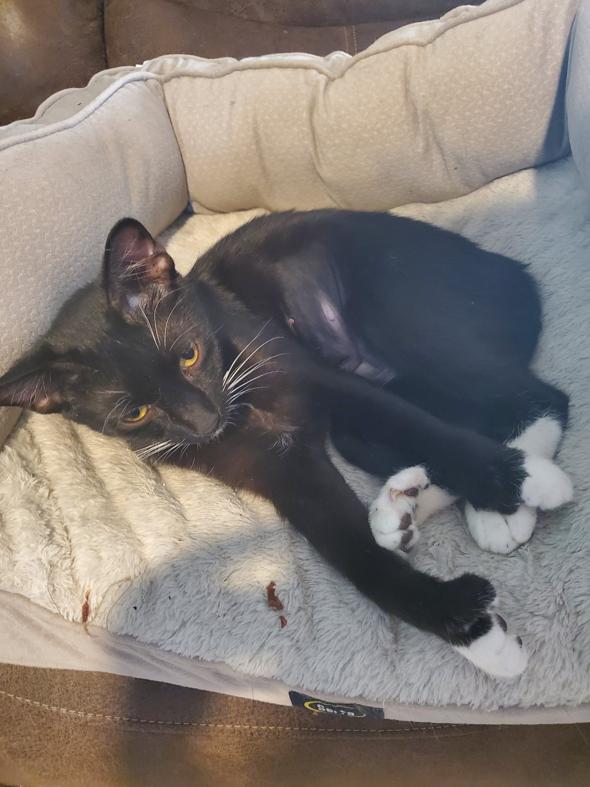 Cardamom (Adult Poly Female)