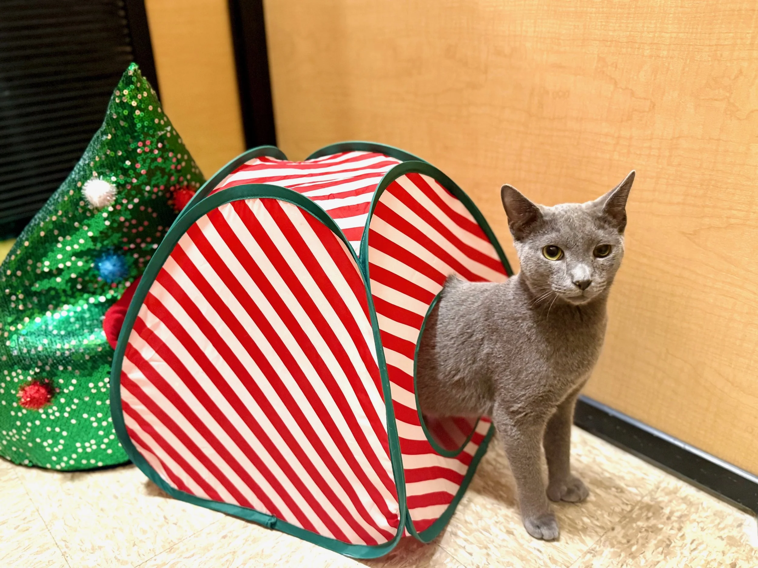 Smokey (Teen Poly Male)