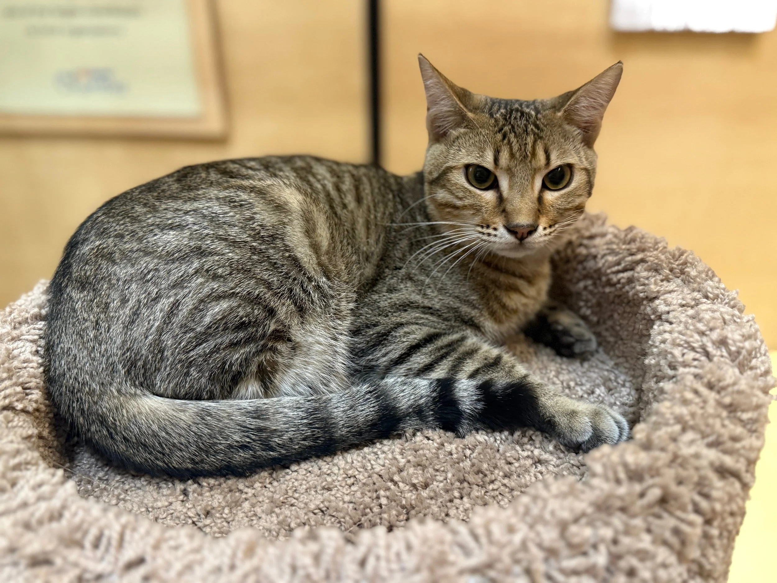Nimbus (Teen Male)