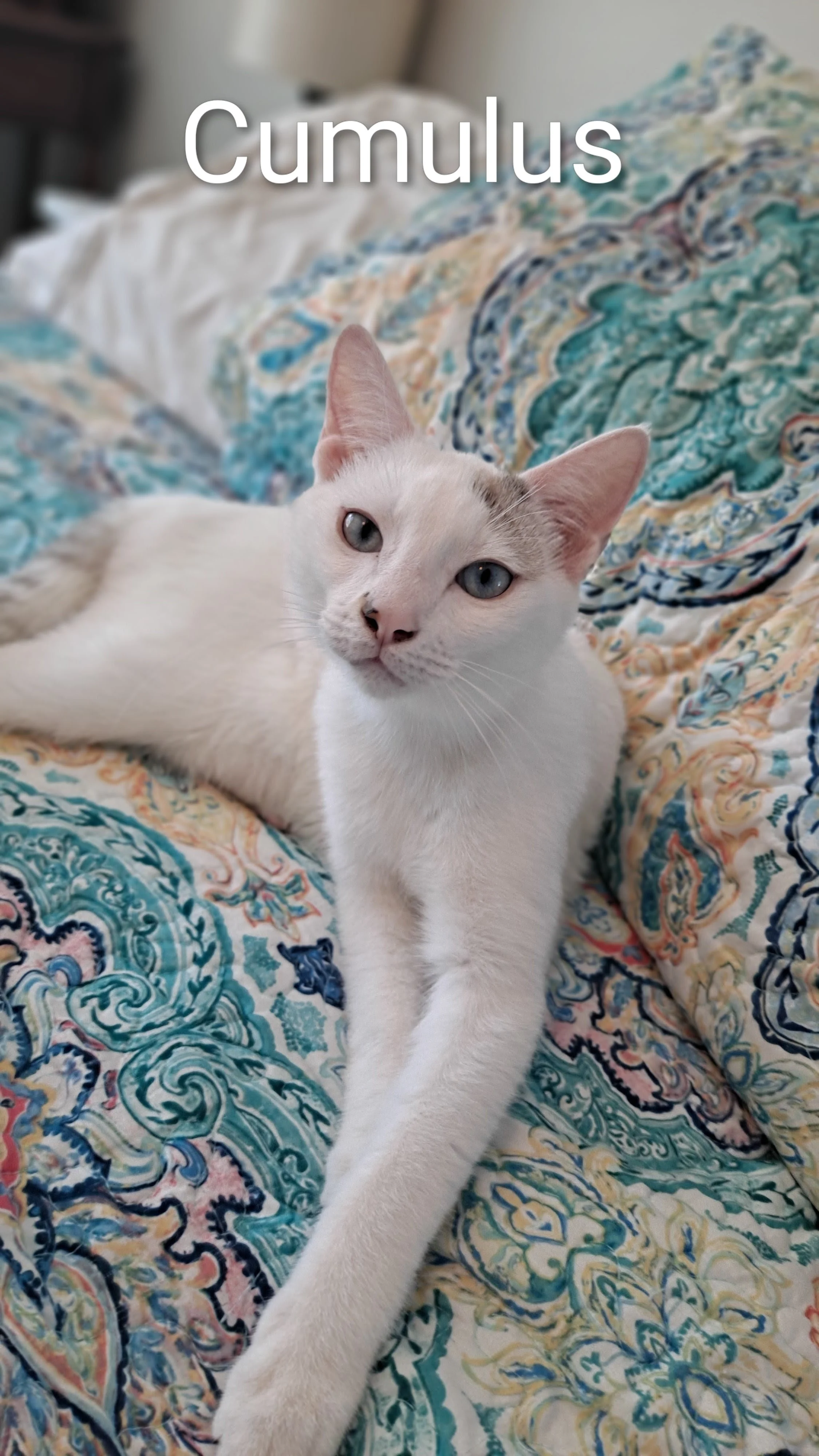 Cumulus (Teen Male)