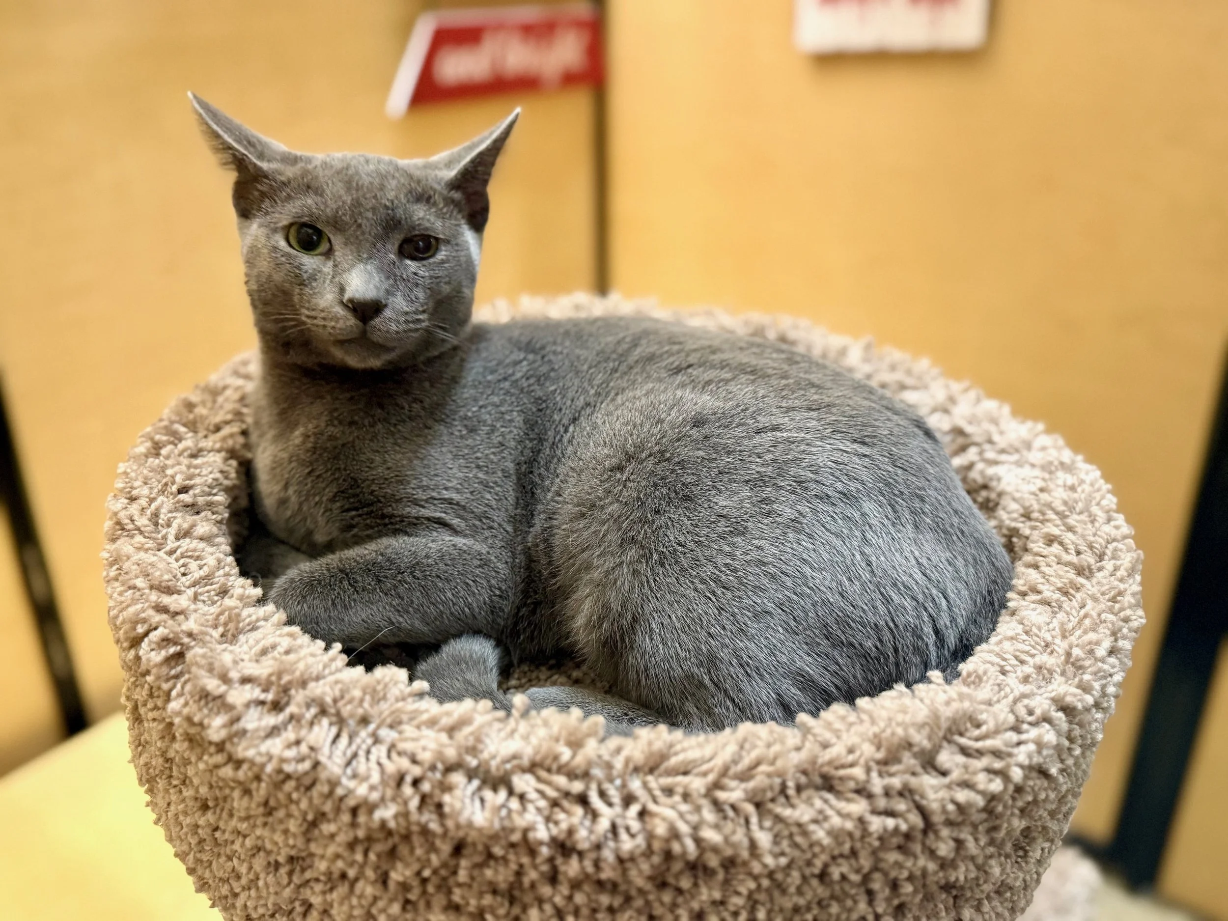 Smokey (Teen Poly Male)