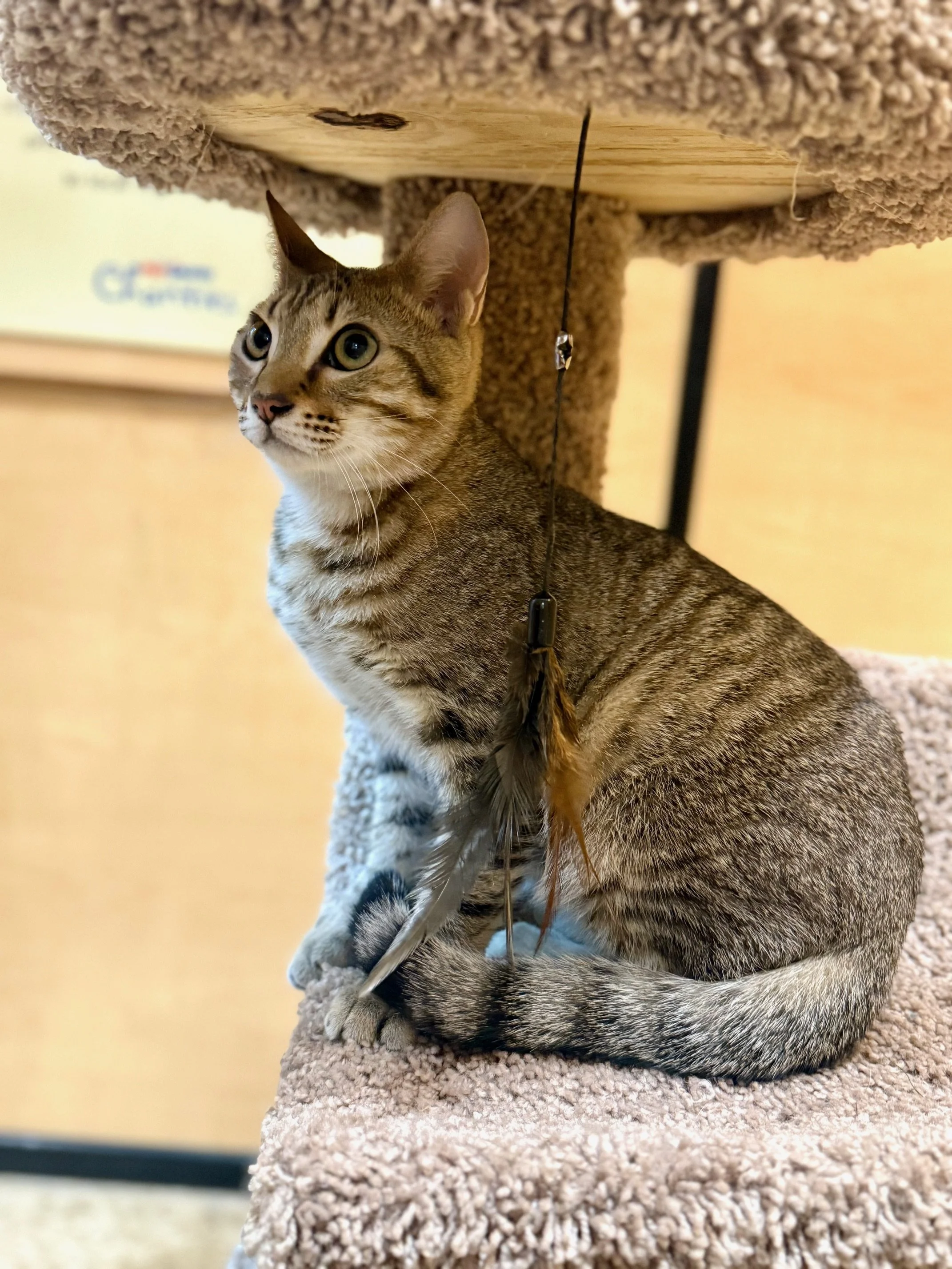 Nimbus (Teen Male)