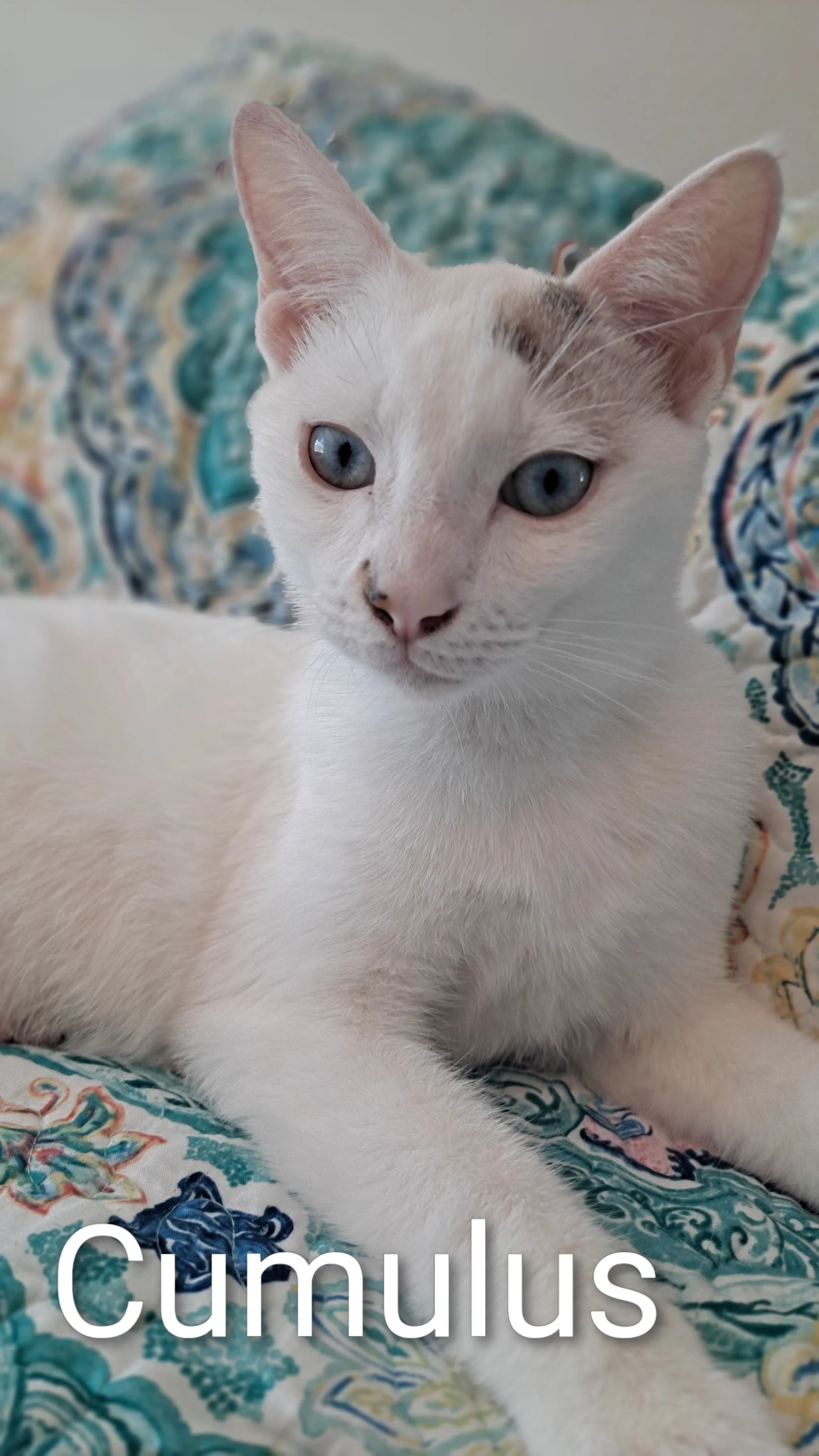 Cumulus (Teen Male)