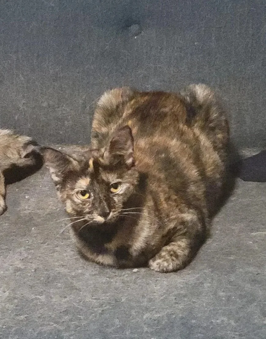 Serena (Teen Female)