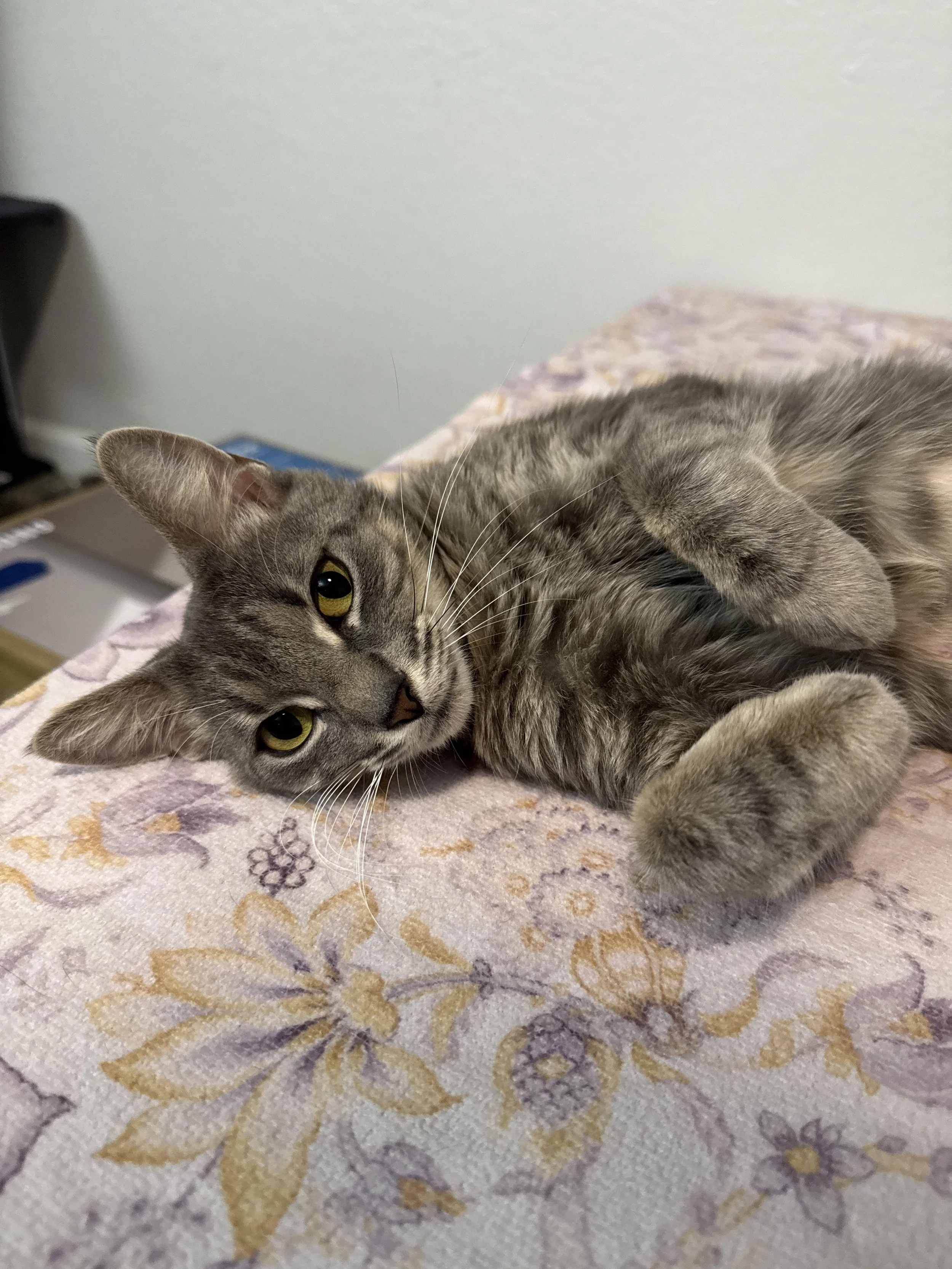 Pandora (Adult Female)