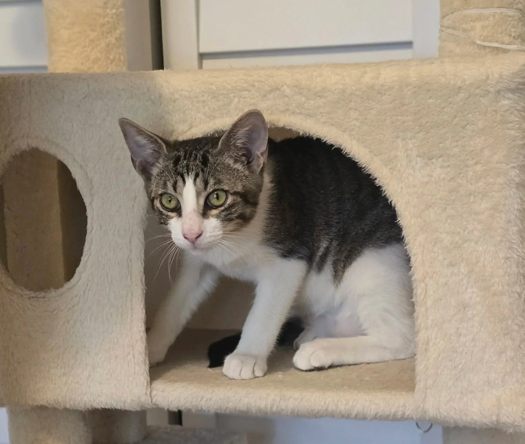 Linny (Male, bonded w/Gus)