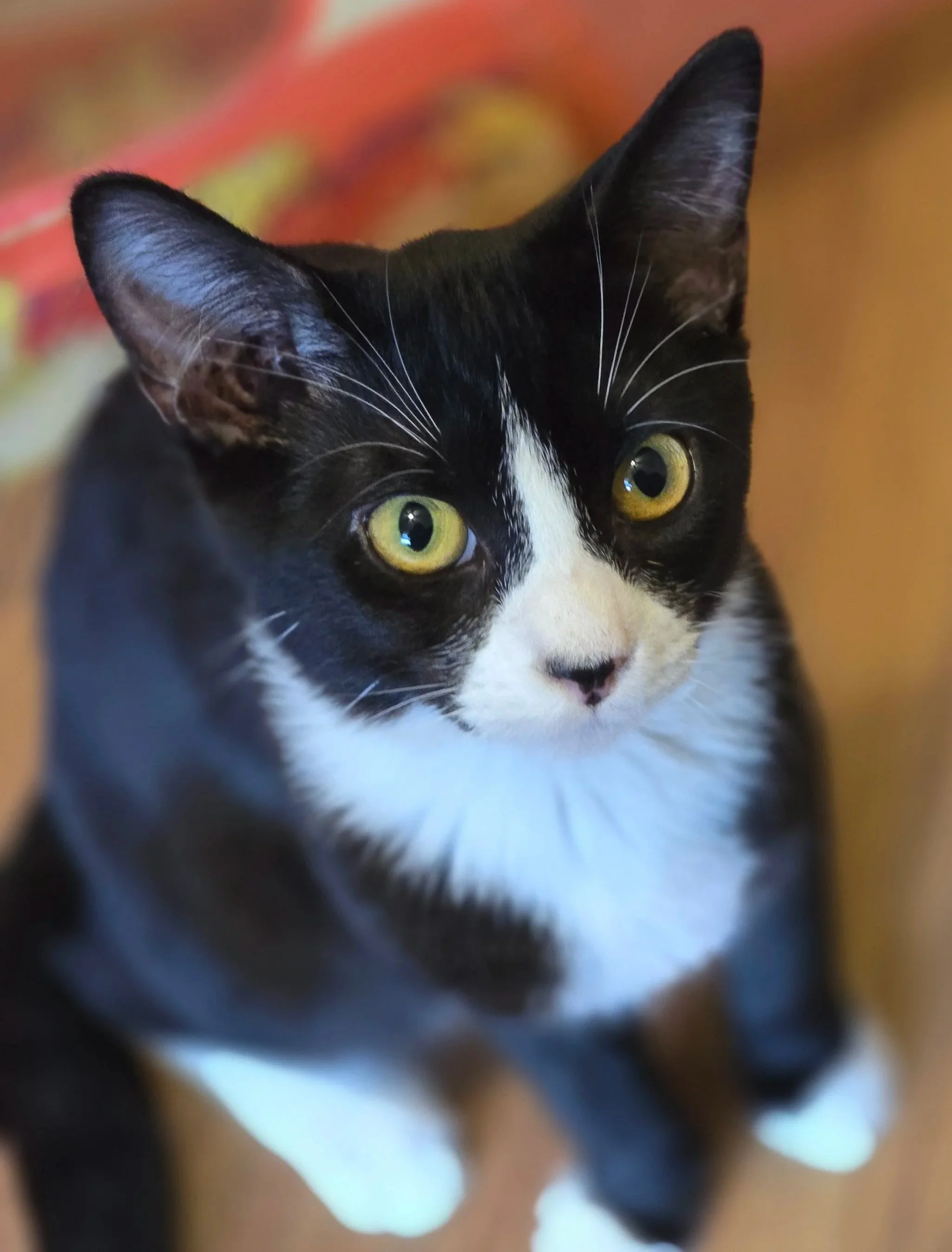 Gus (Male, bonded w/Linny)