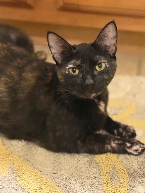 Snickerdoodle (Adult Female)