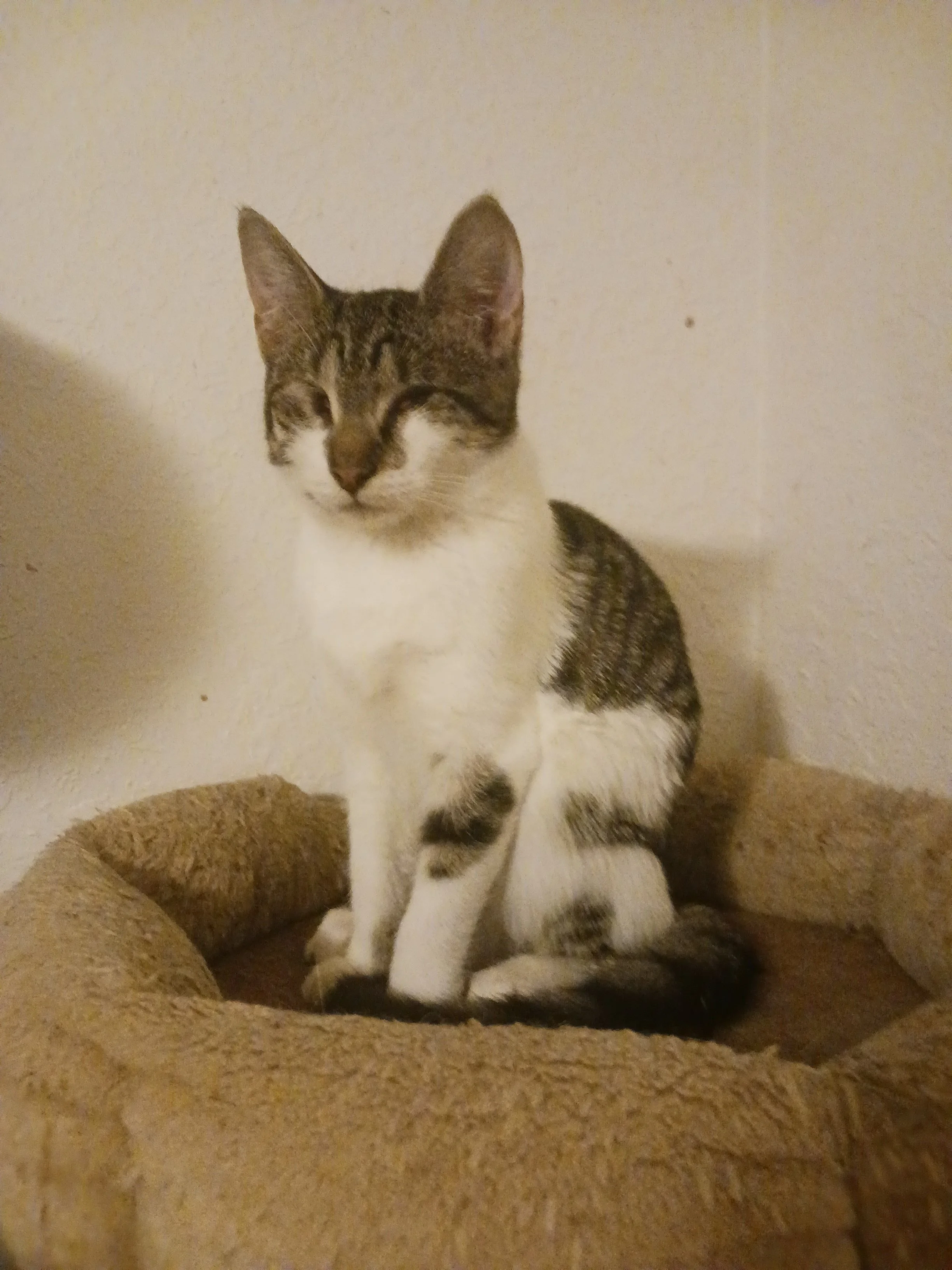 Cloves (Male, Special Needs)