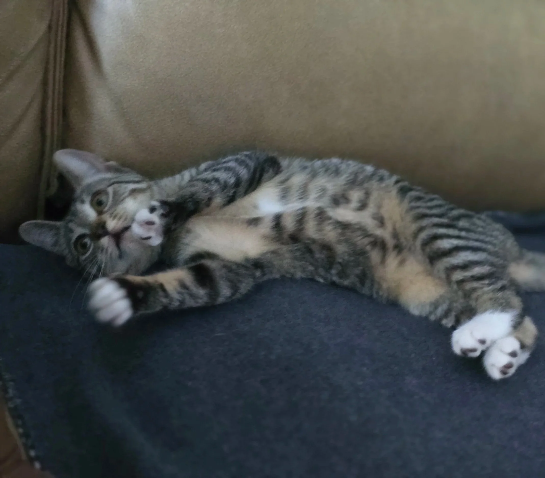 Pepper (Female)