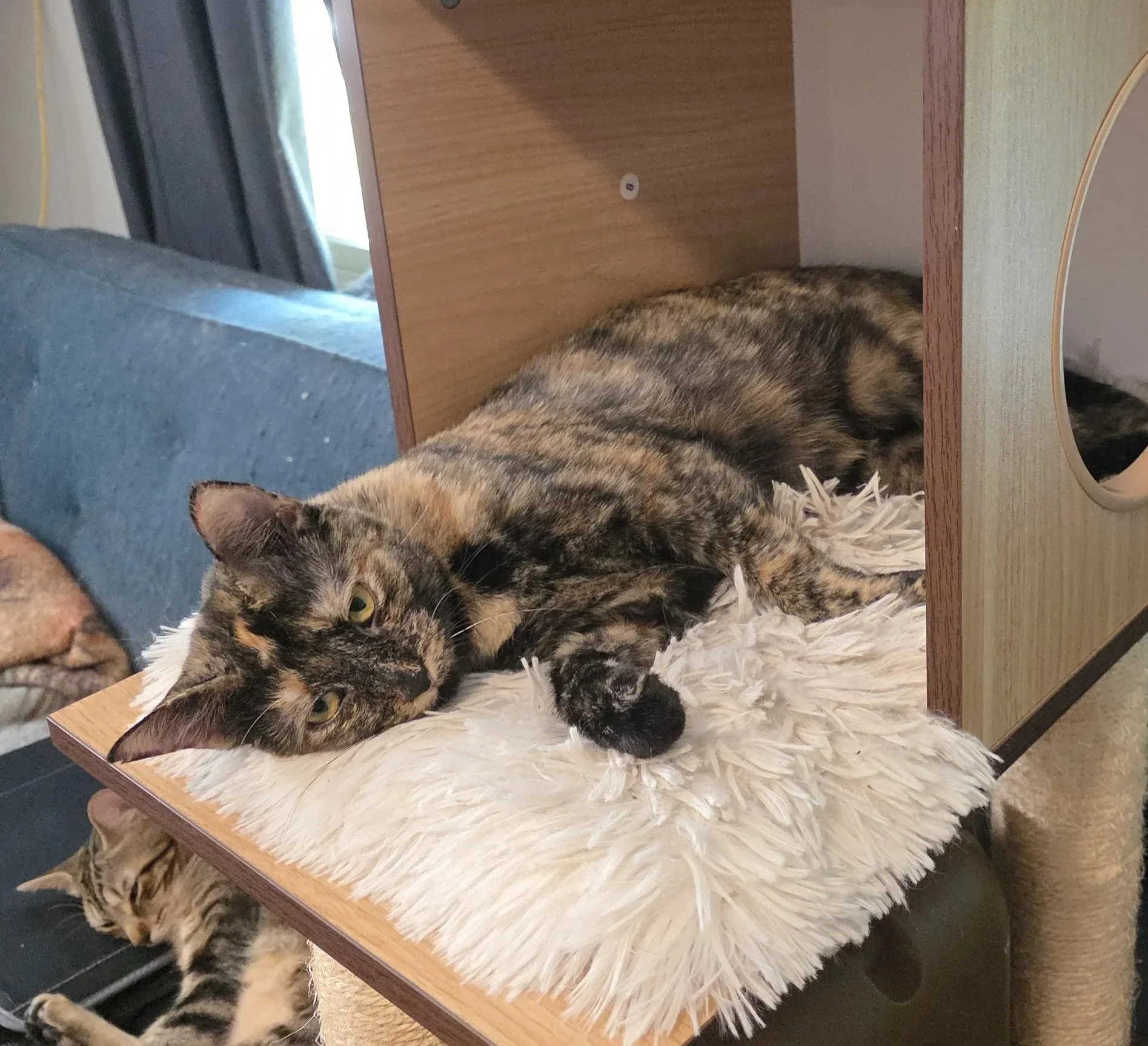 Serena (Adult Female)