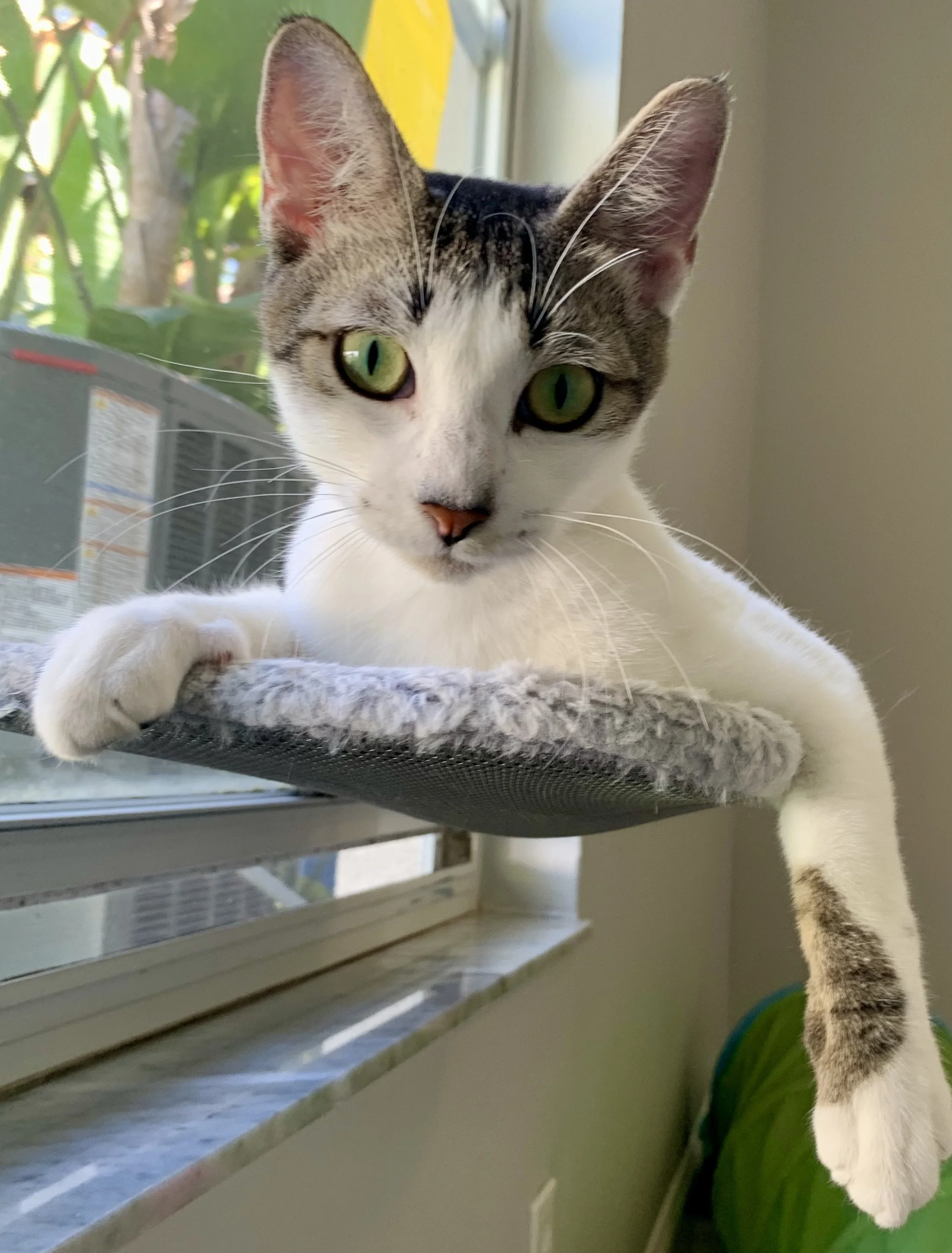 Angel (Adult Female)