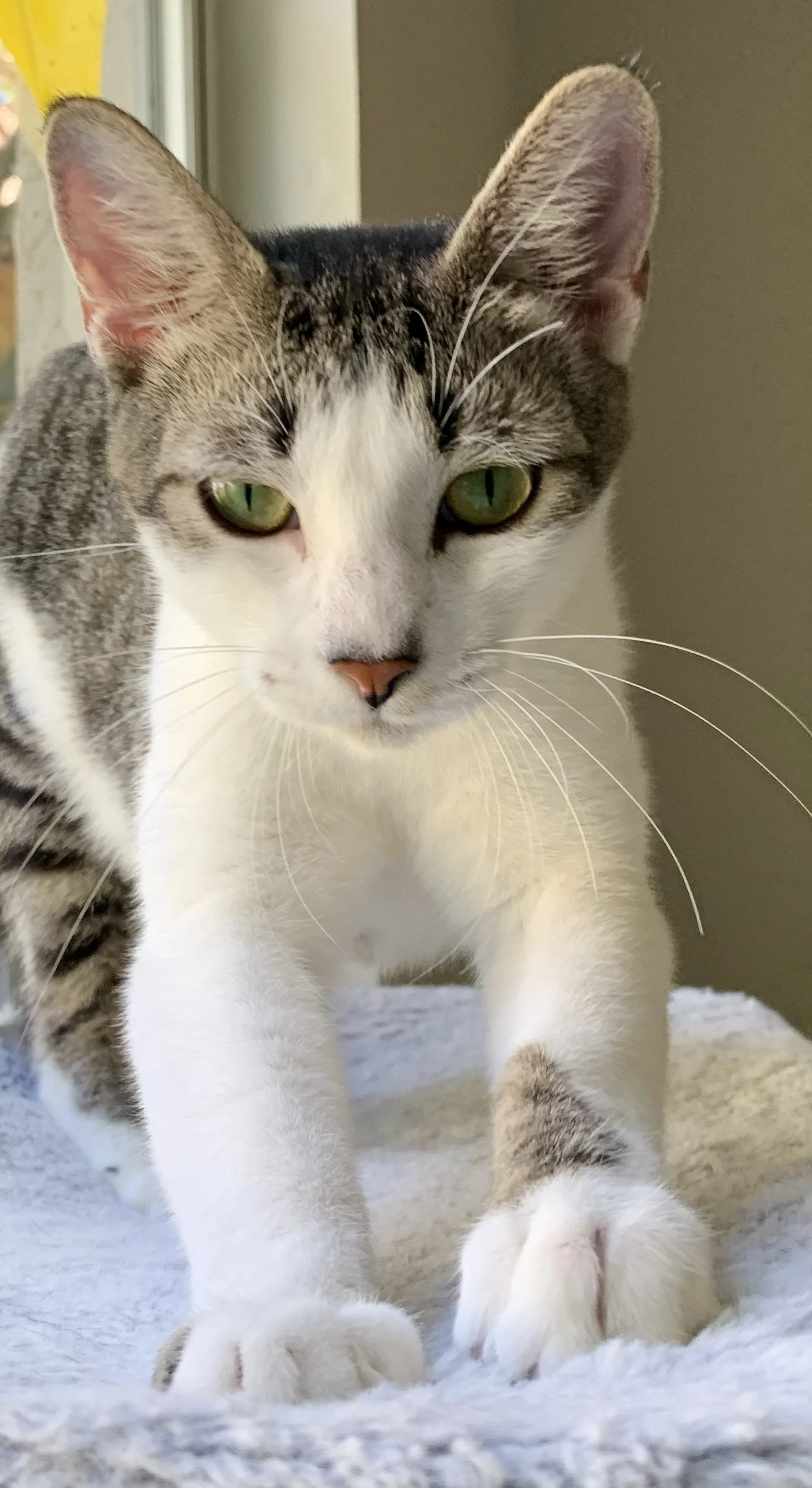 Angel (Adult Female)