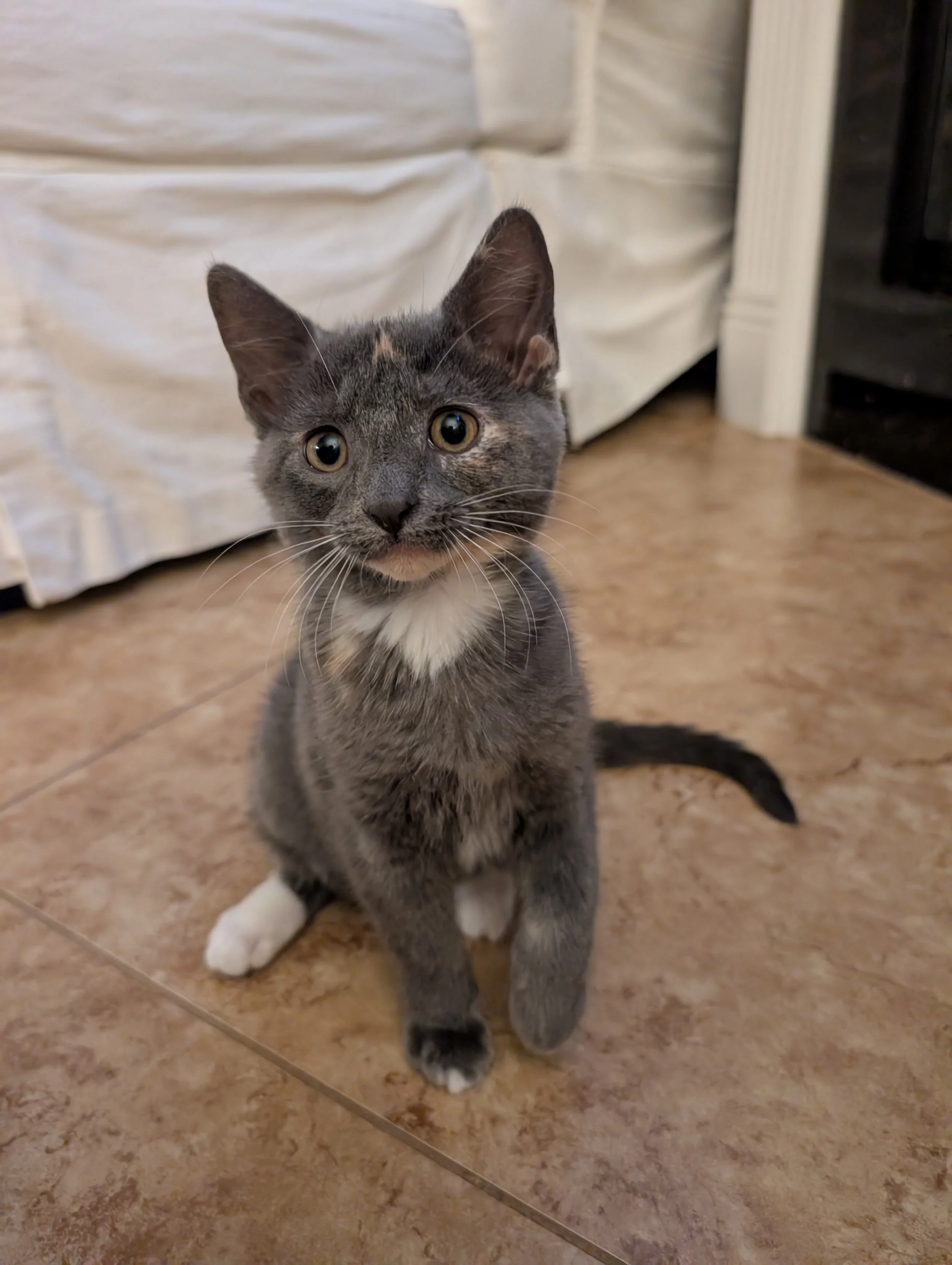 Lily (Female)