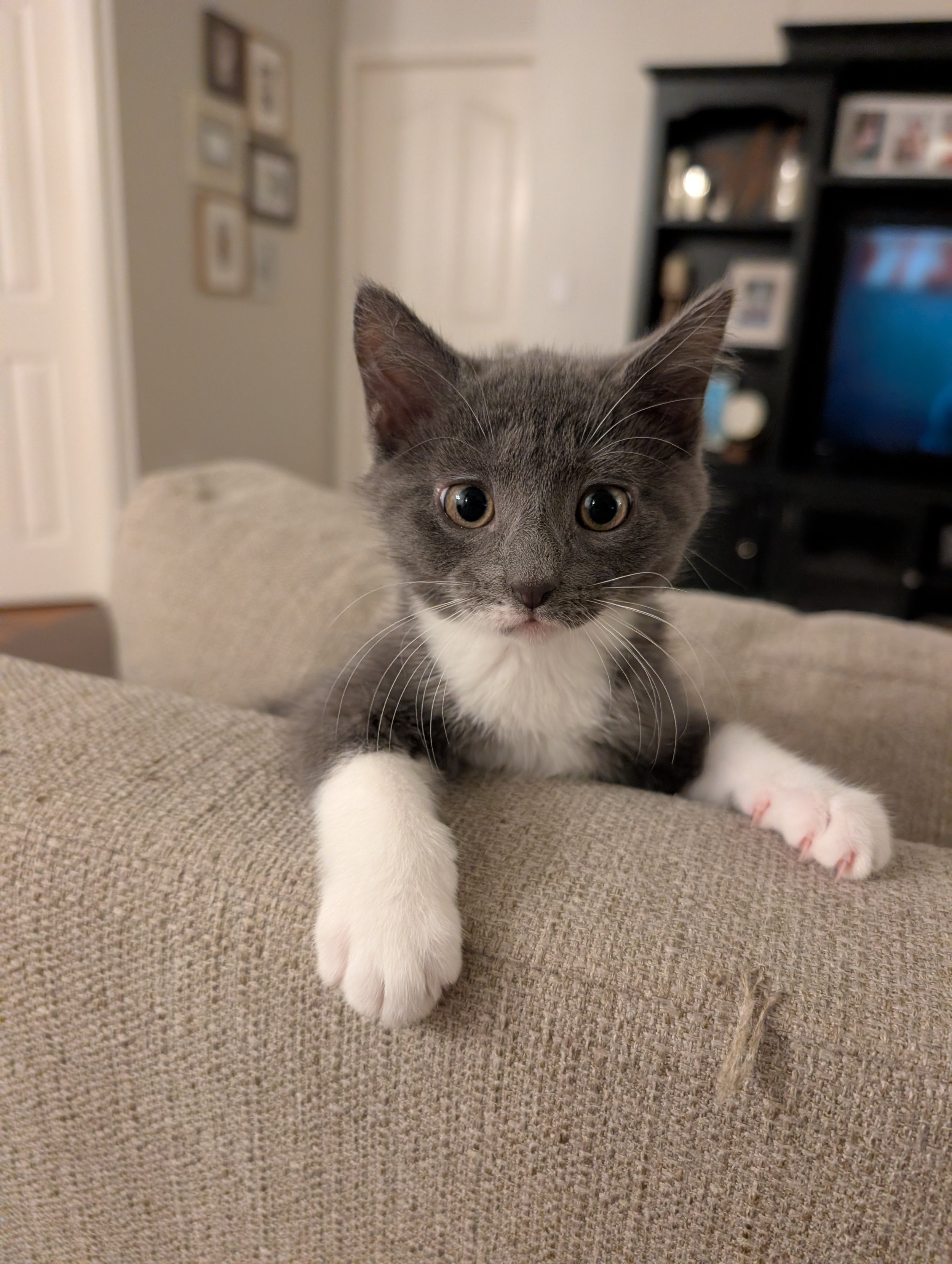 Daisy (Female)