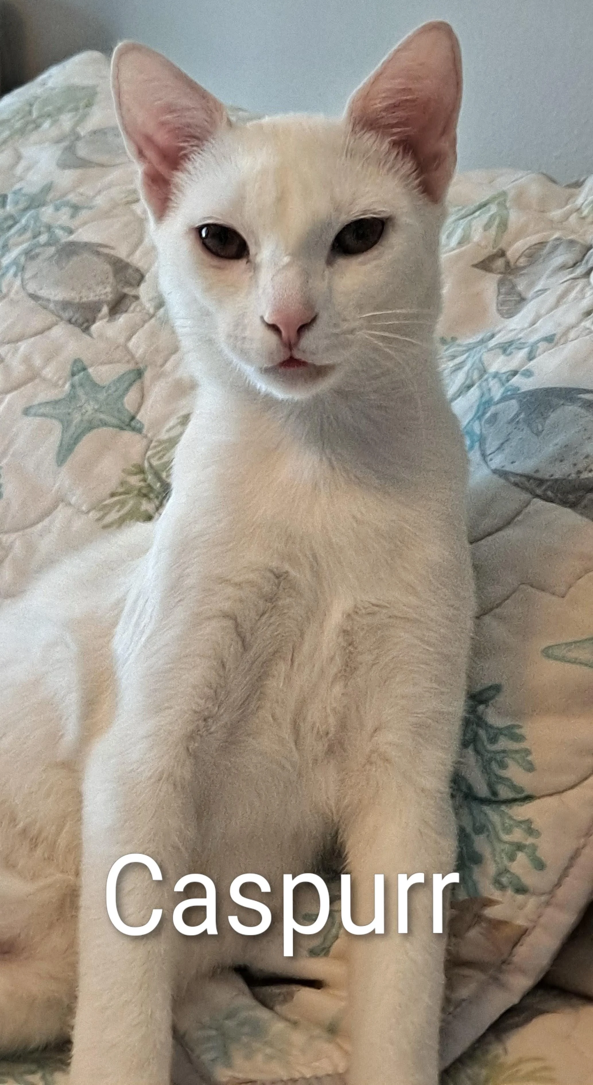 Caspurr (Male, bonded w/King)