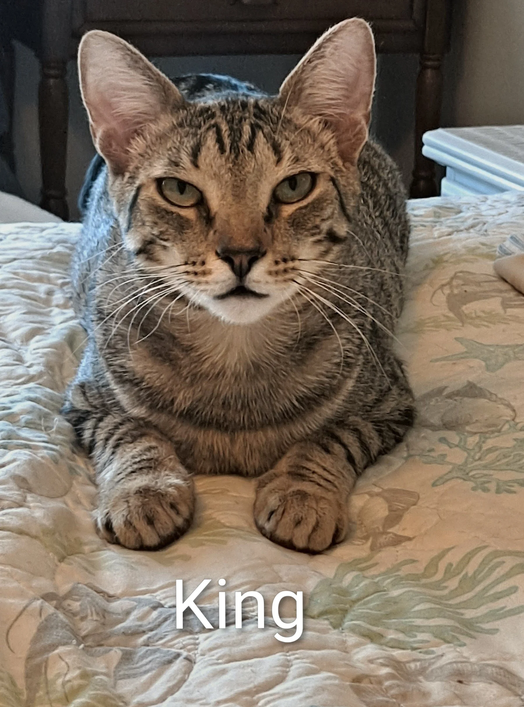 King (Male, bonded w/Caspurr)