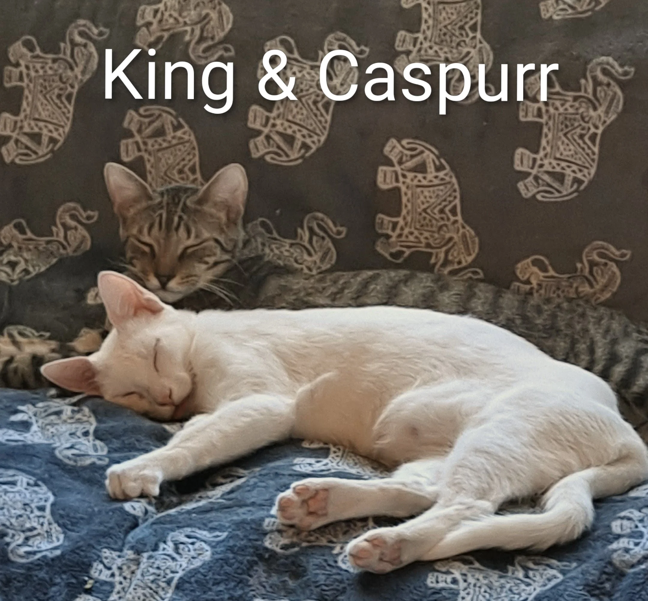 King &amp; Caspurr (bonded Males)