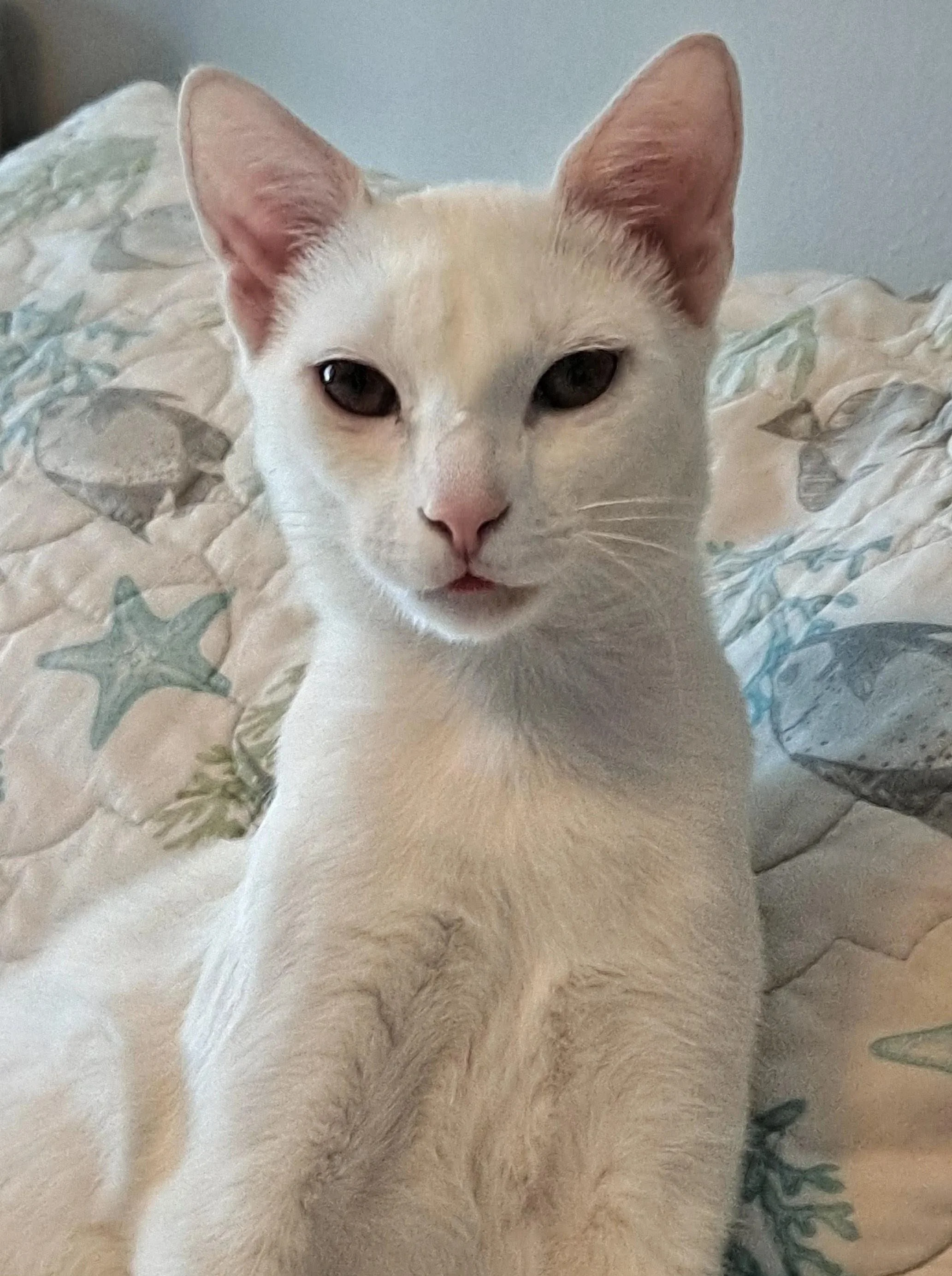 Caspurr (Male, bonded w/King)