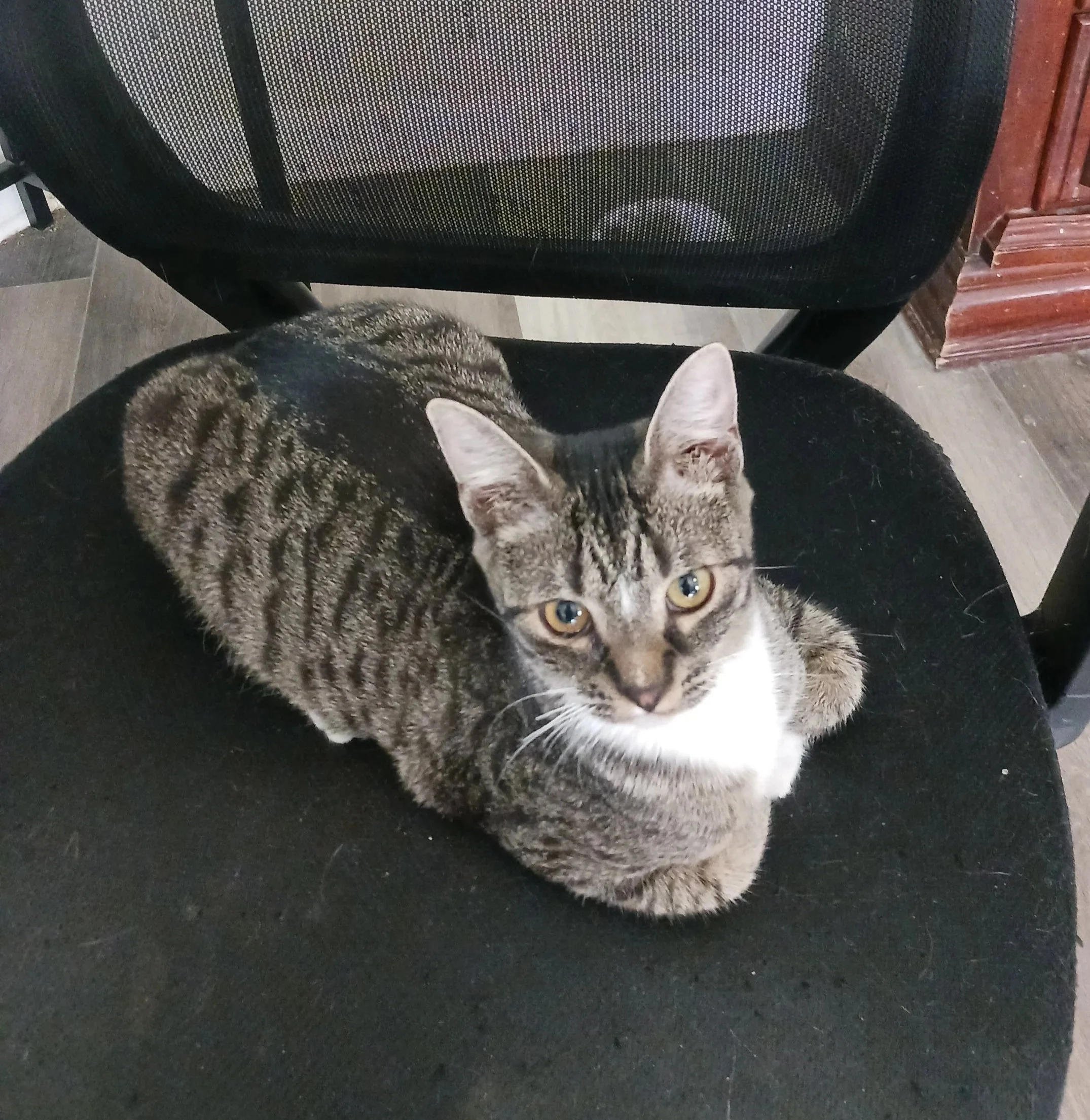 Tawny (Teen Female)