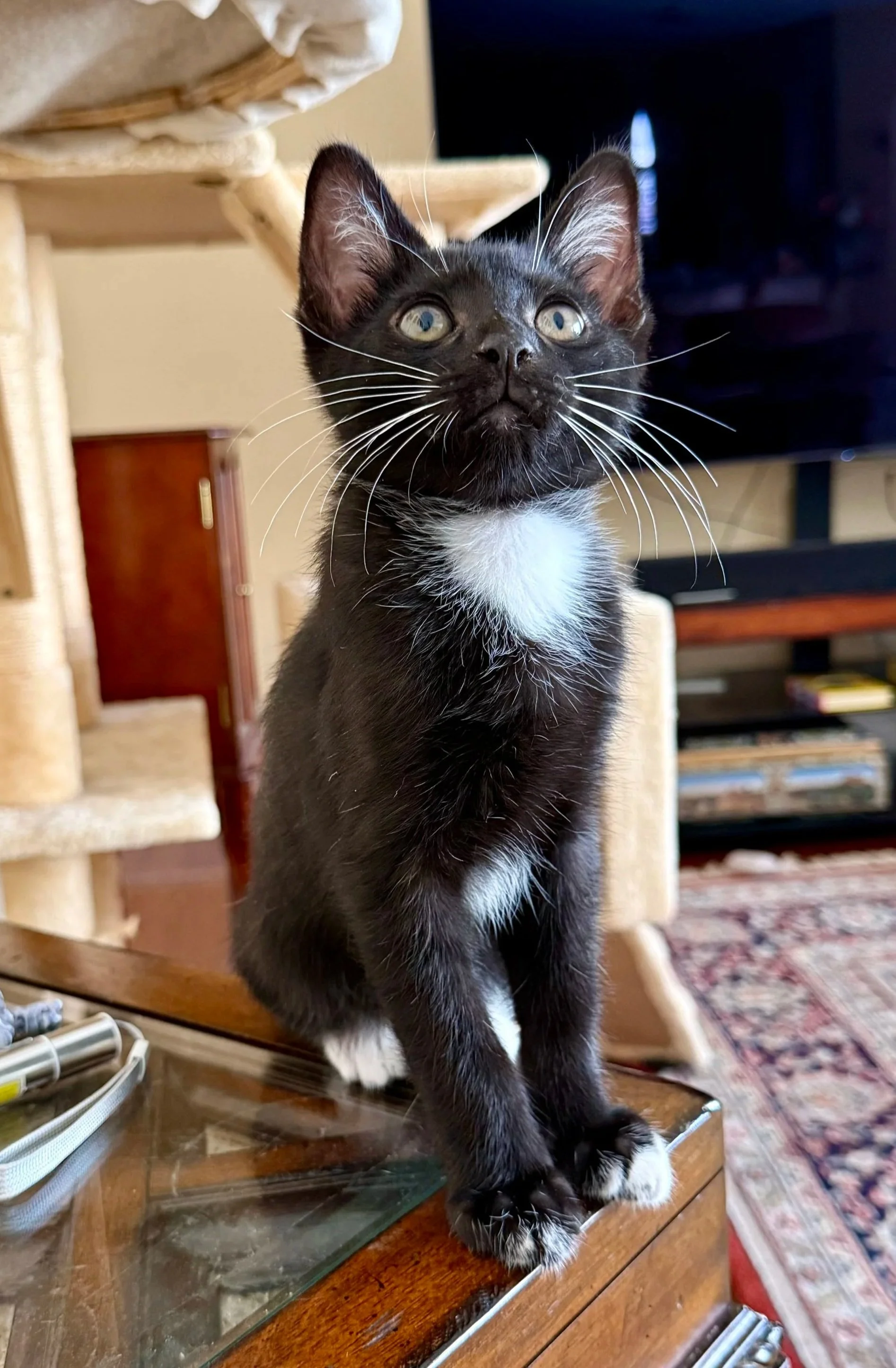 Jeremy (Male) 