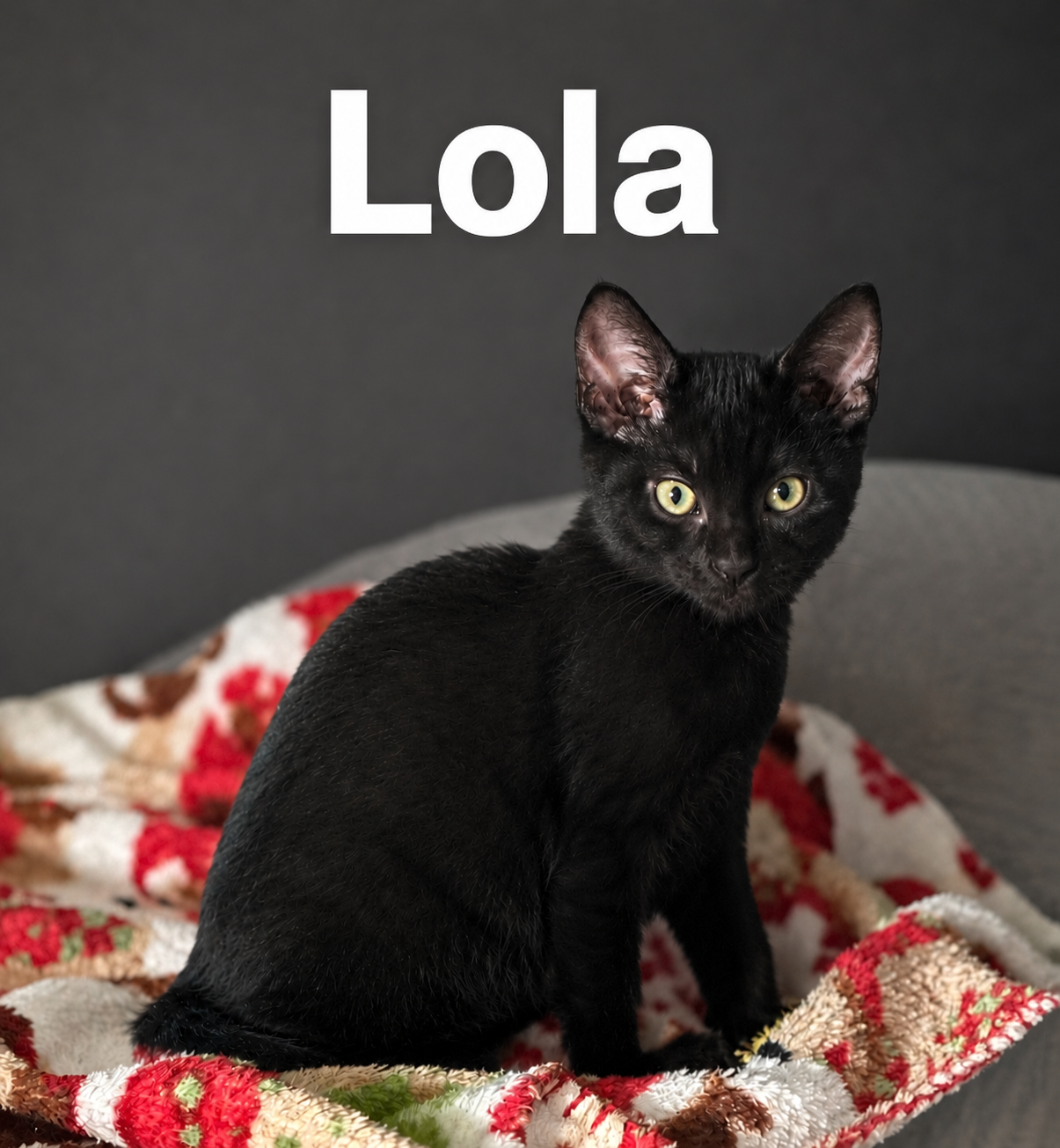 Lola (Female)